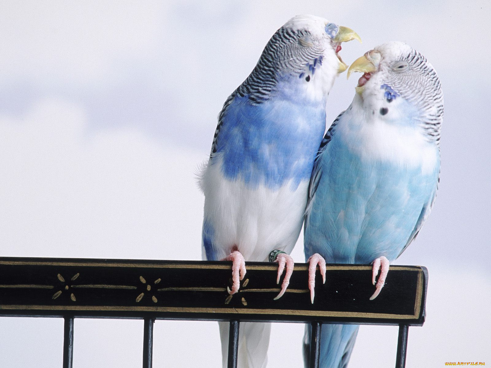 животные, попугаи