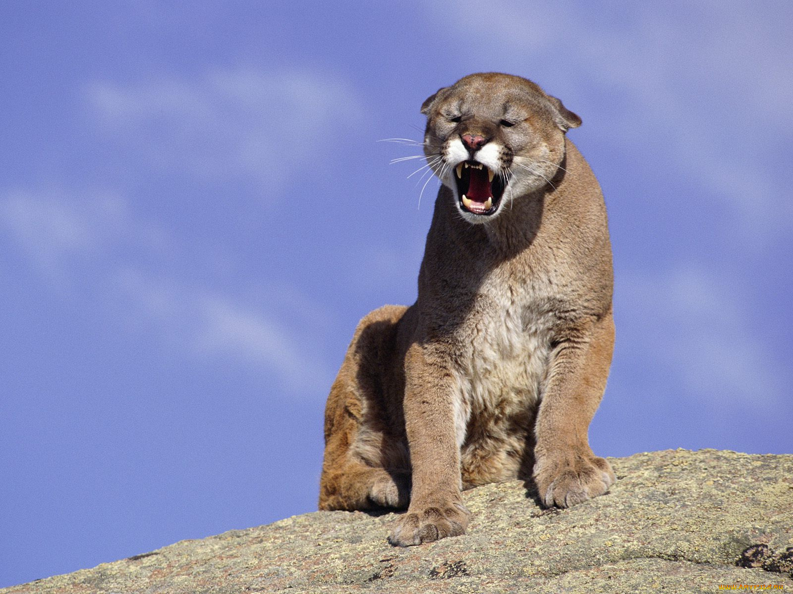 животные, пумы