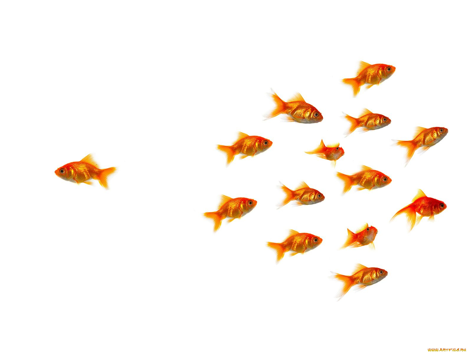 животные, рыбы