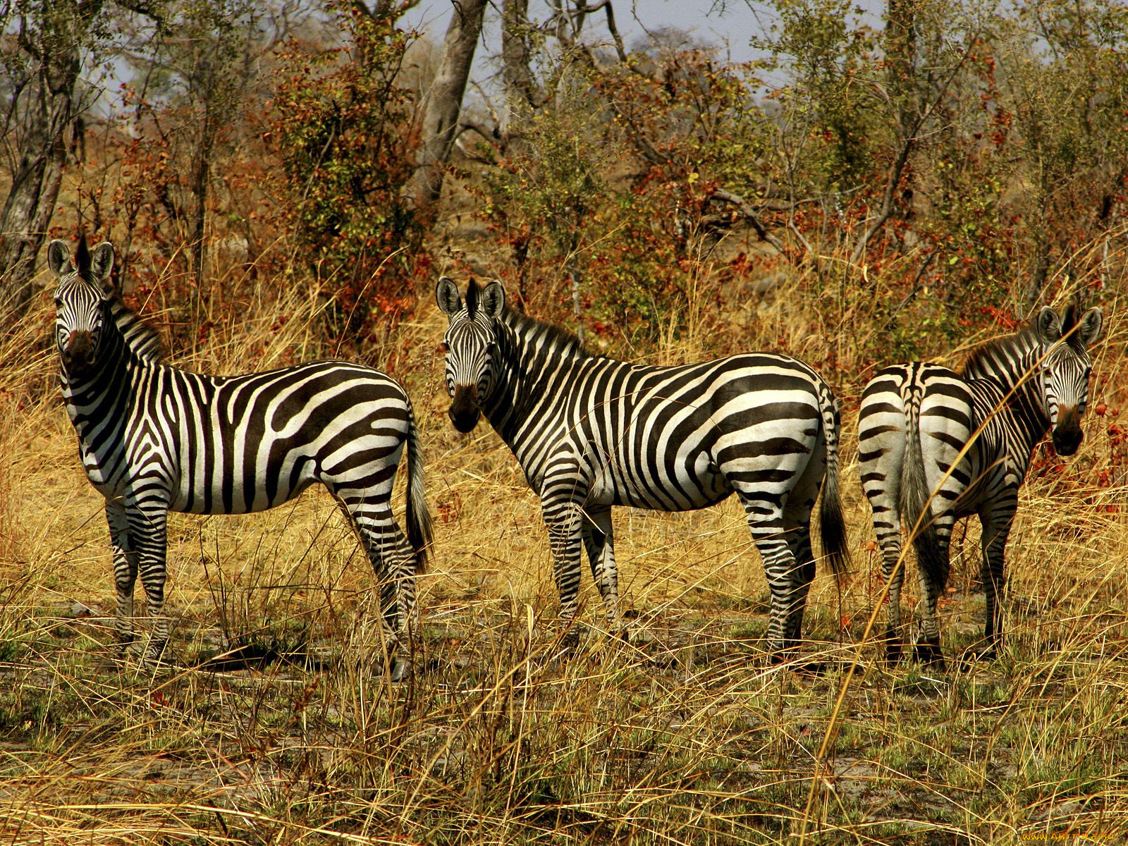 животные, зебры