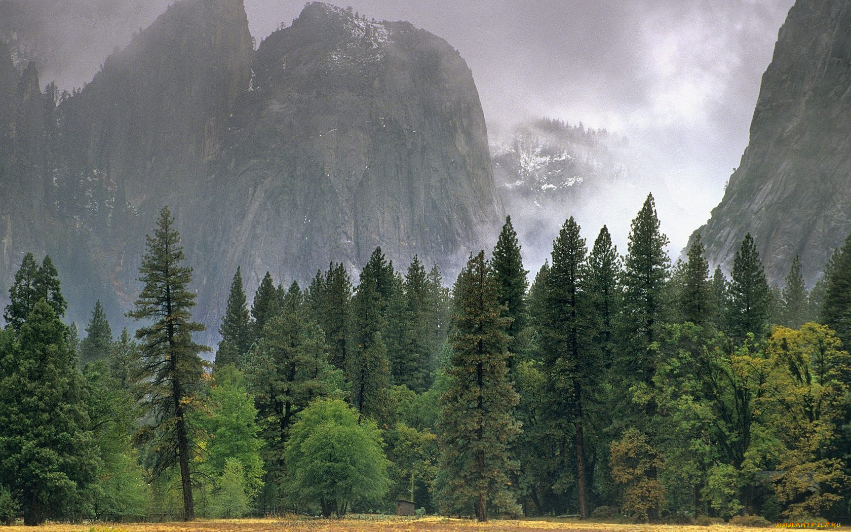 природа, деревья