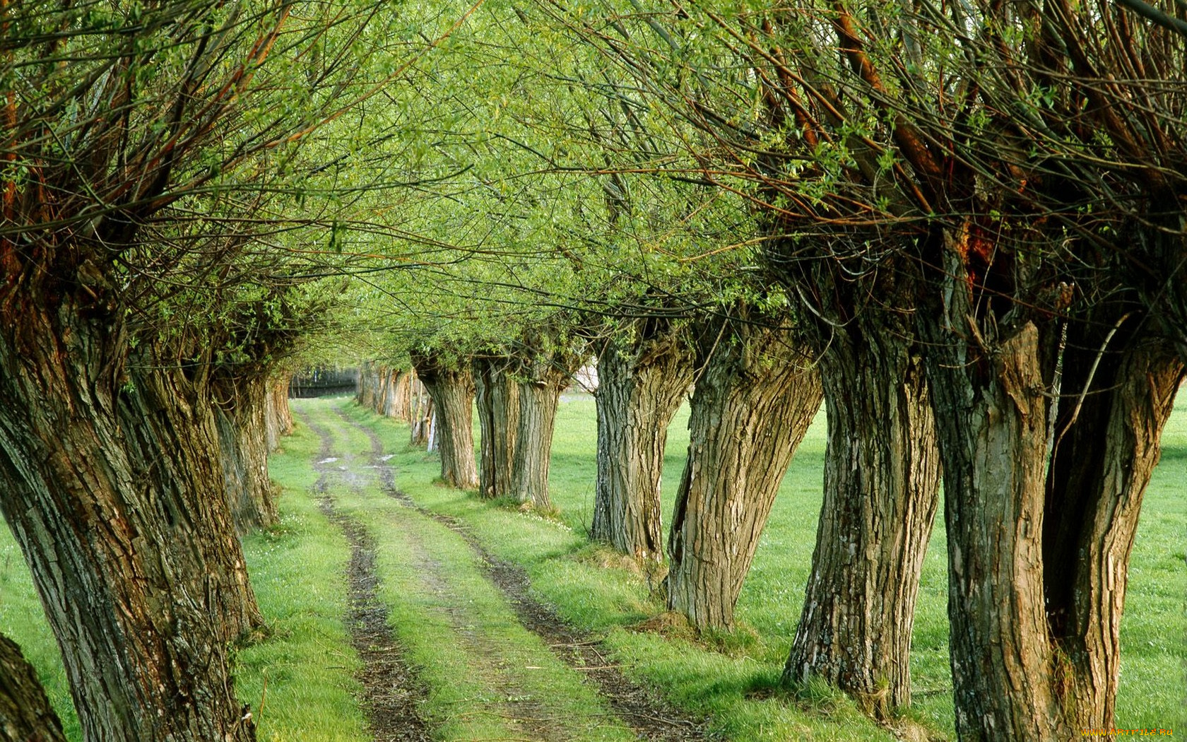 природа, дороги