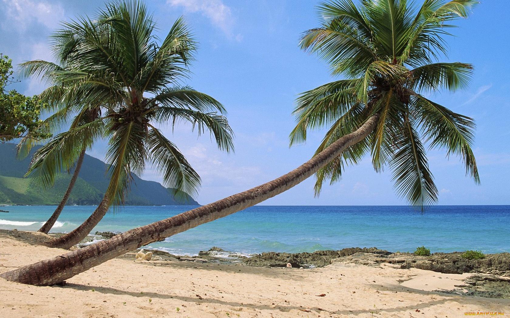 природа, тропики