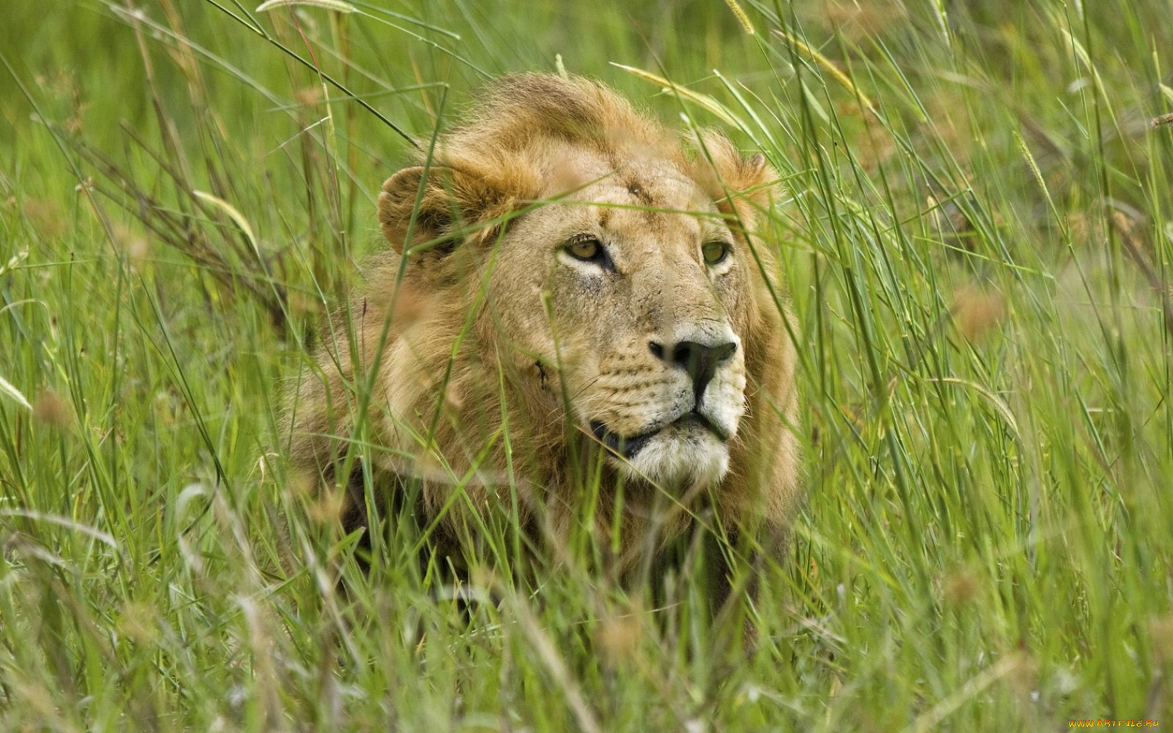 животные, львы