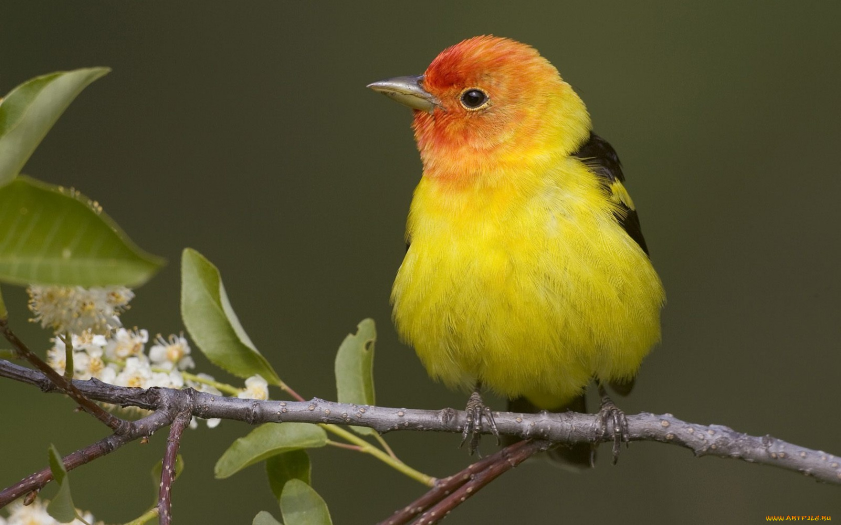 животные, птицы