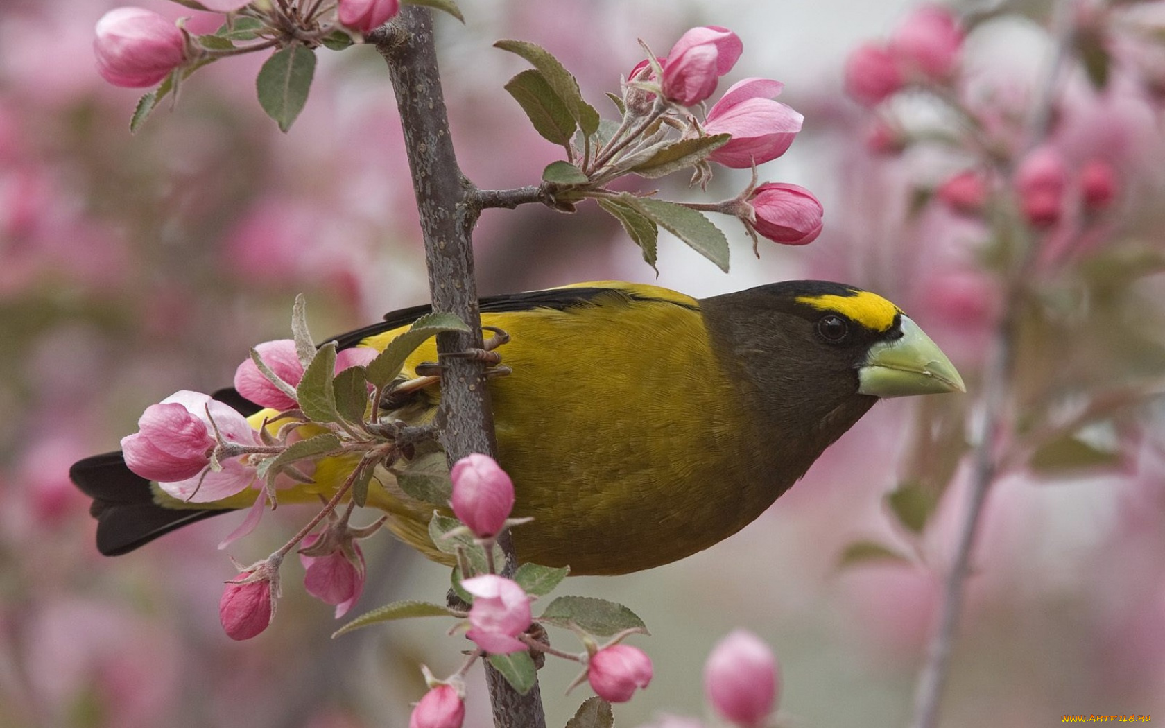 животные, птицы