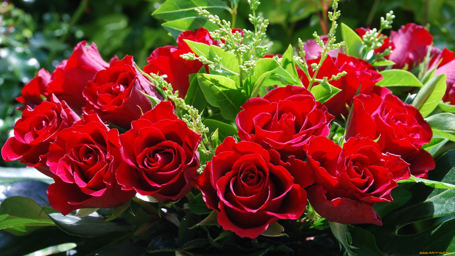 цветы, розы