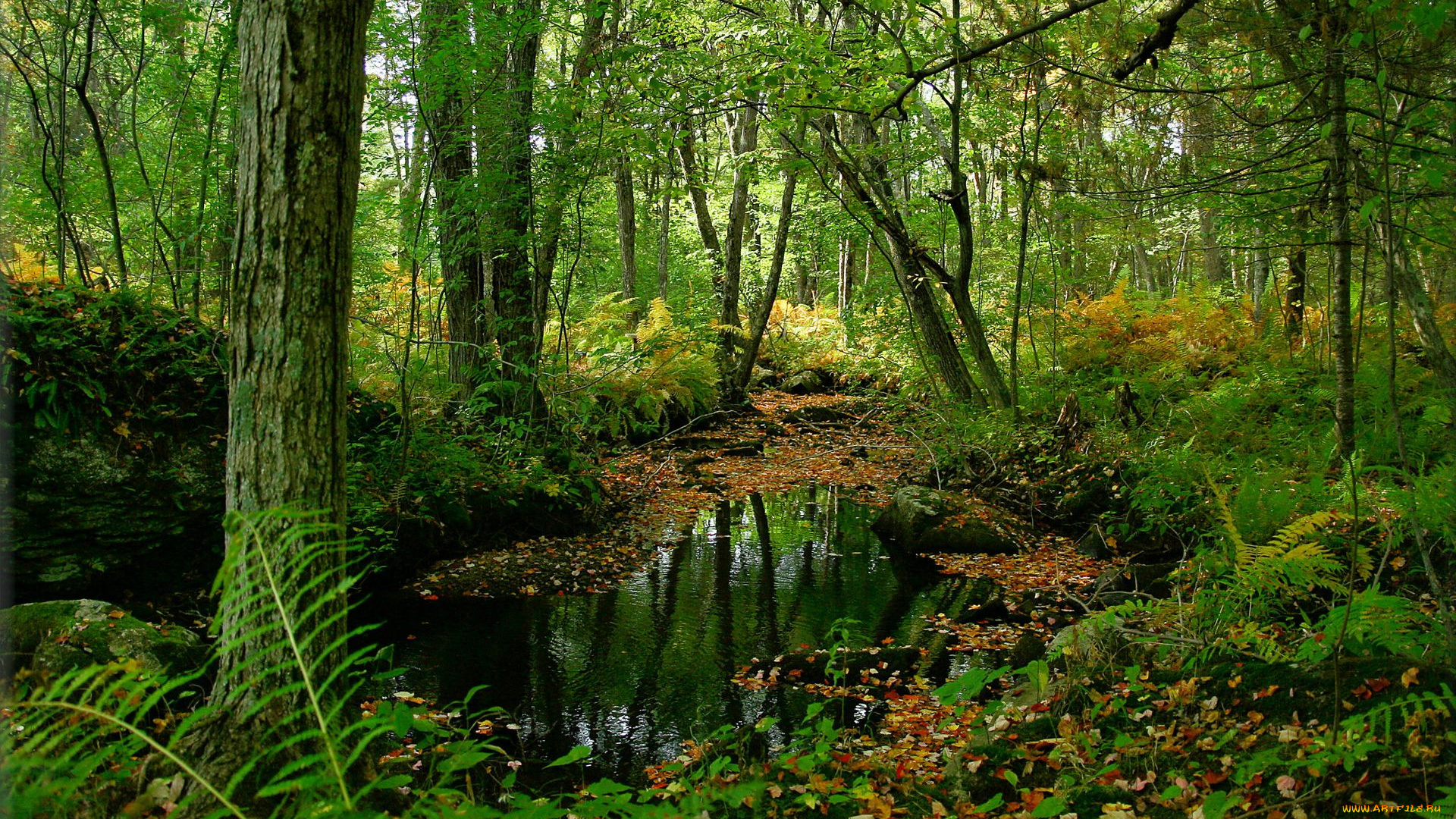 природа, лес