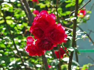 Картинка цветы розы