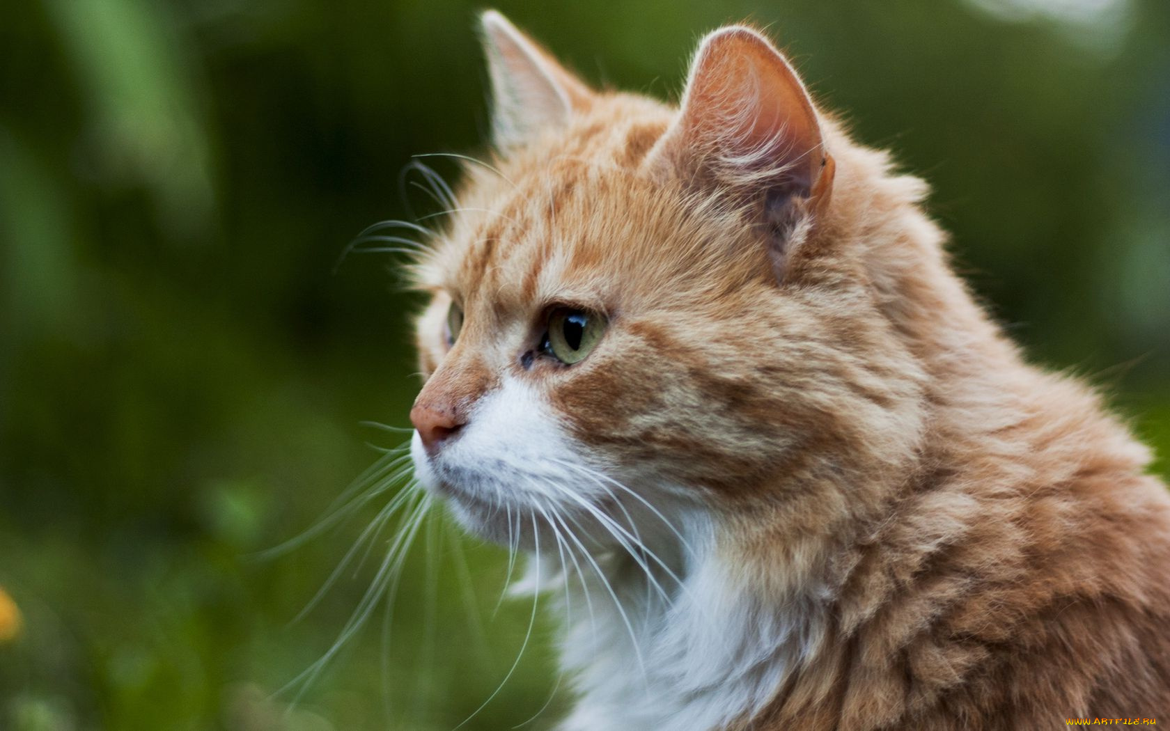 животные, коты