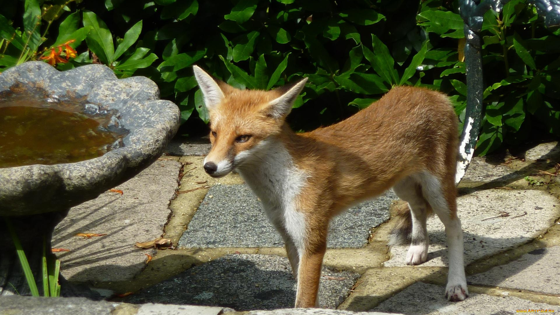 животные, лисы