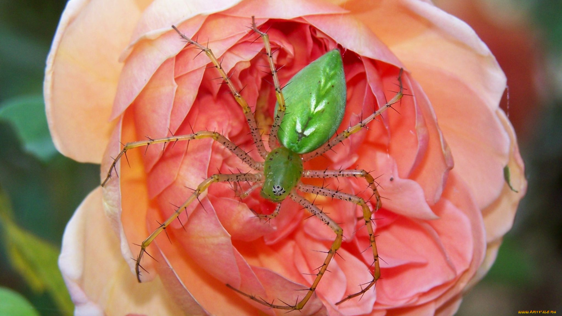 животные, пауки