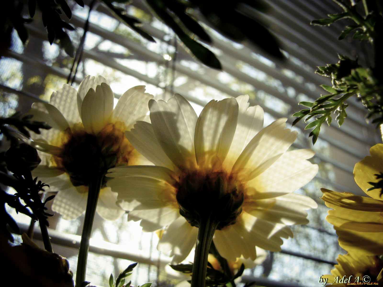 цветы, ромашки, настроение, лето, утро