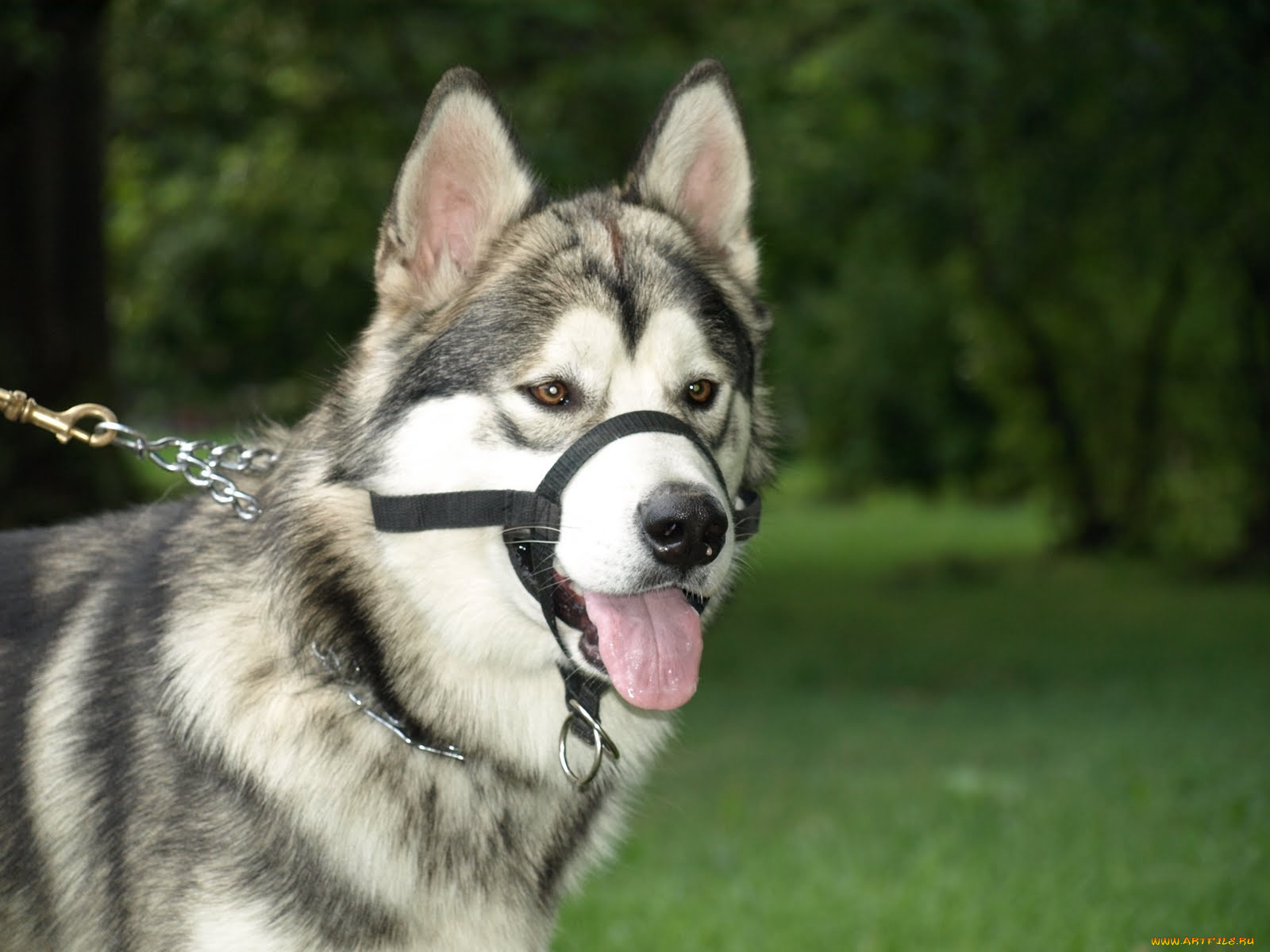 животные, собаки, хаски