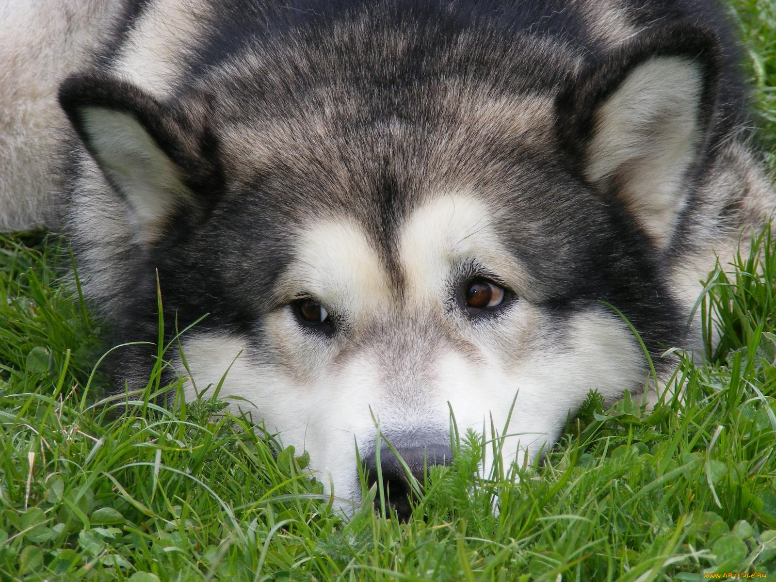 животные, собаки, хаски