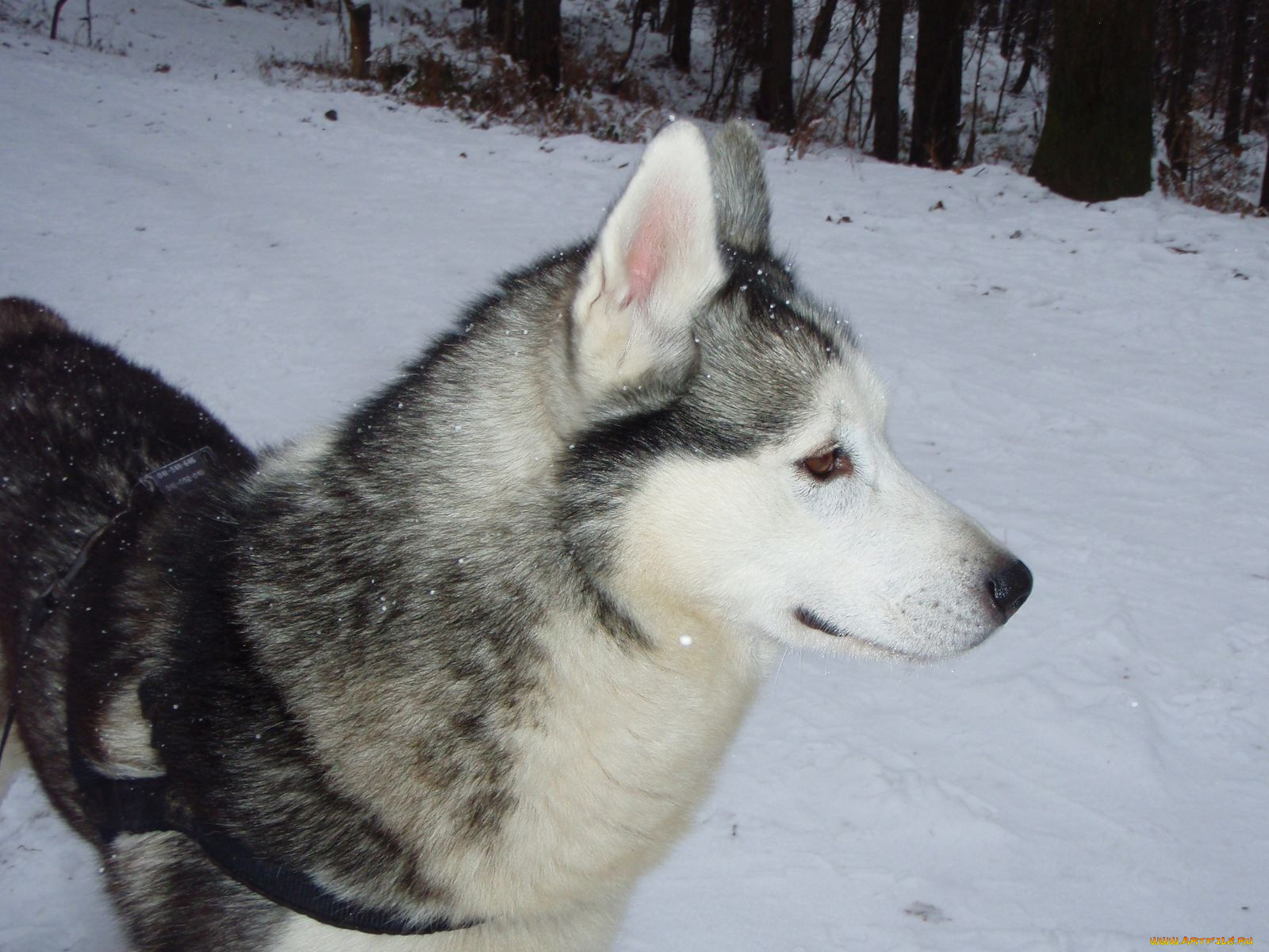 животные, собаки, хаски