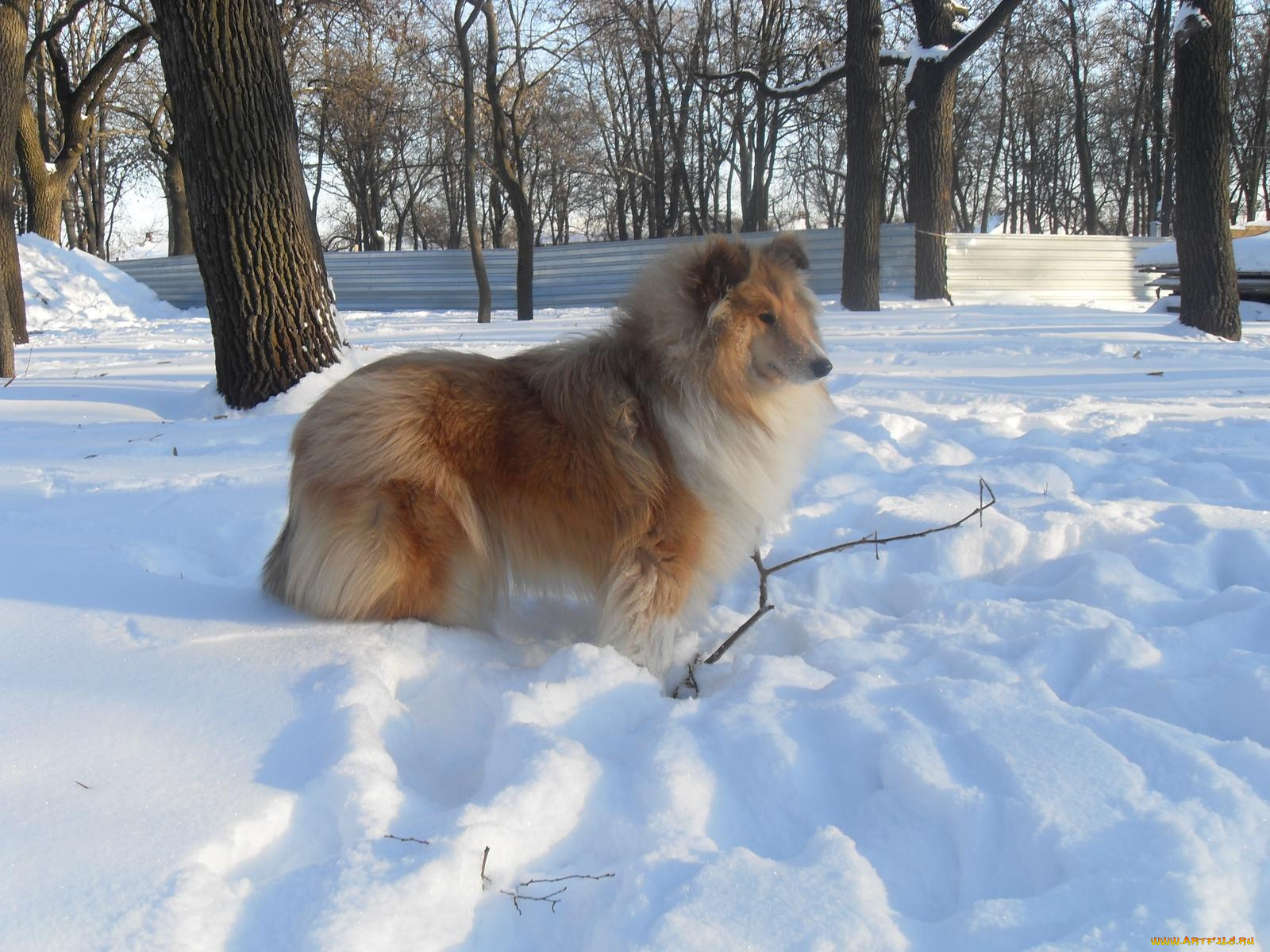 животные, собаки, колли