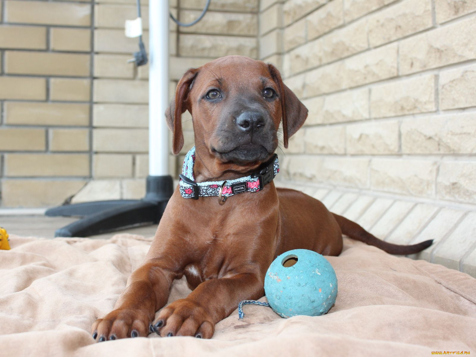 животные, собаки, ошейник, щенок, мяч