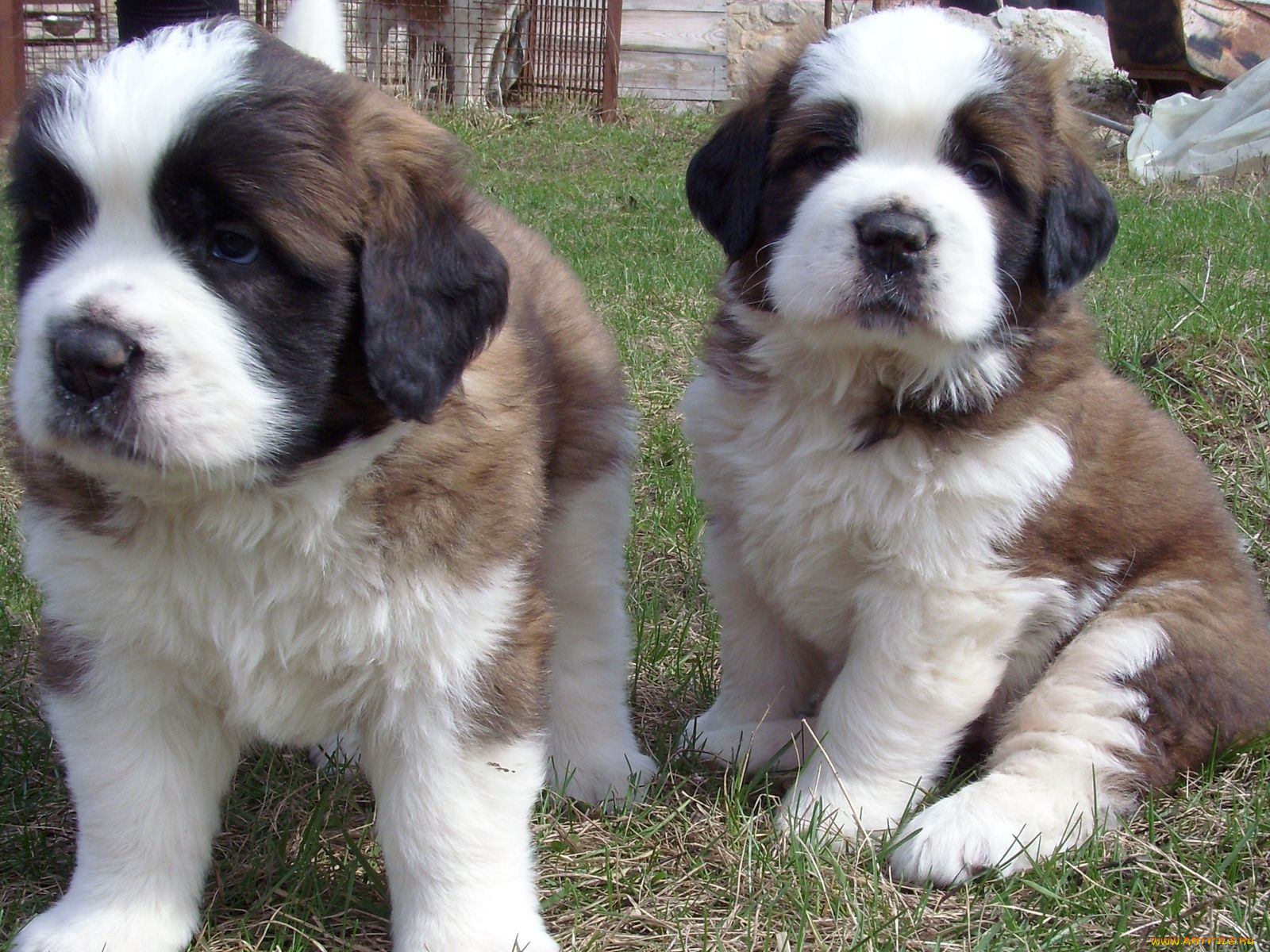 животные, собаки, щенки