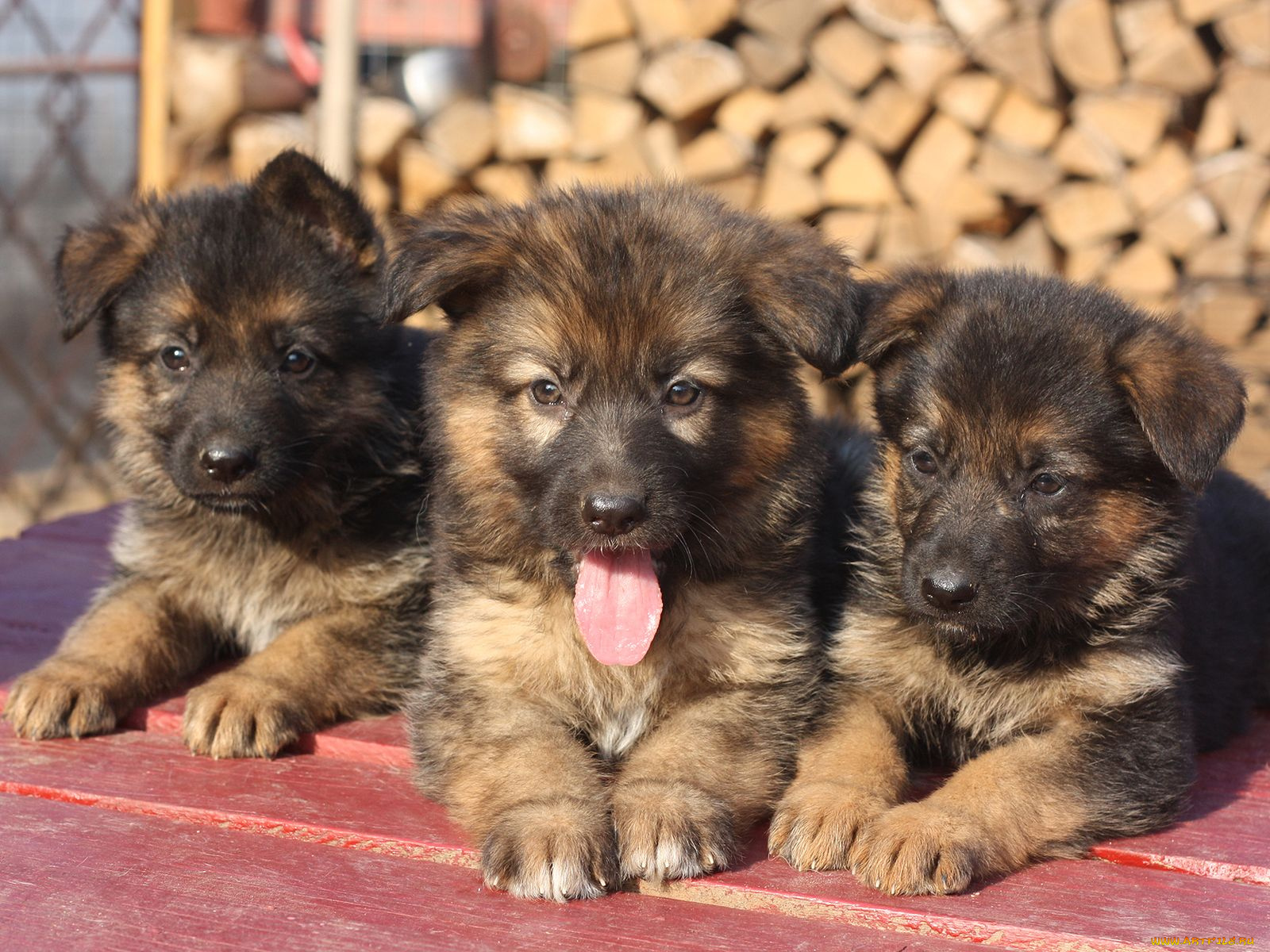 животные, собаки, щенок, овчарка