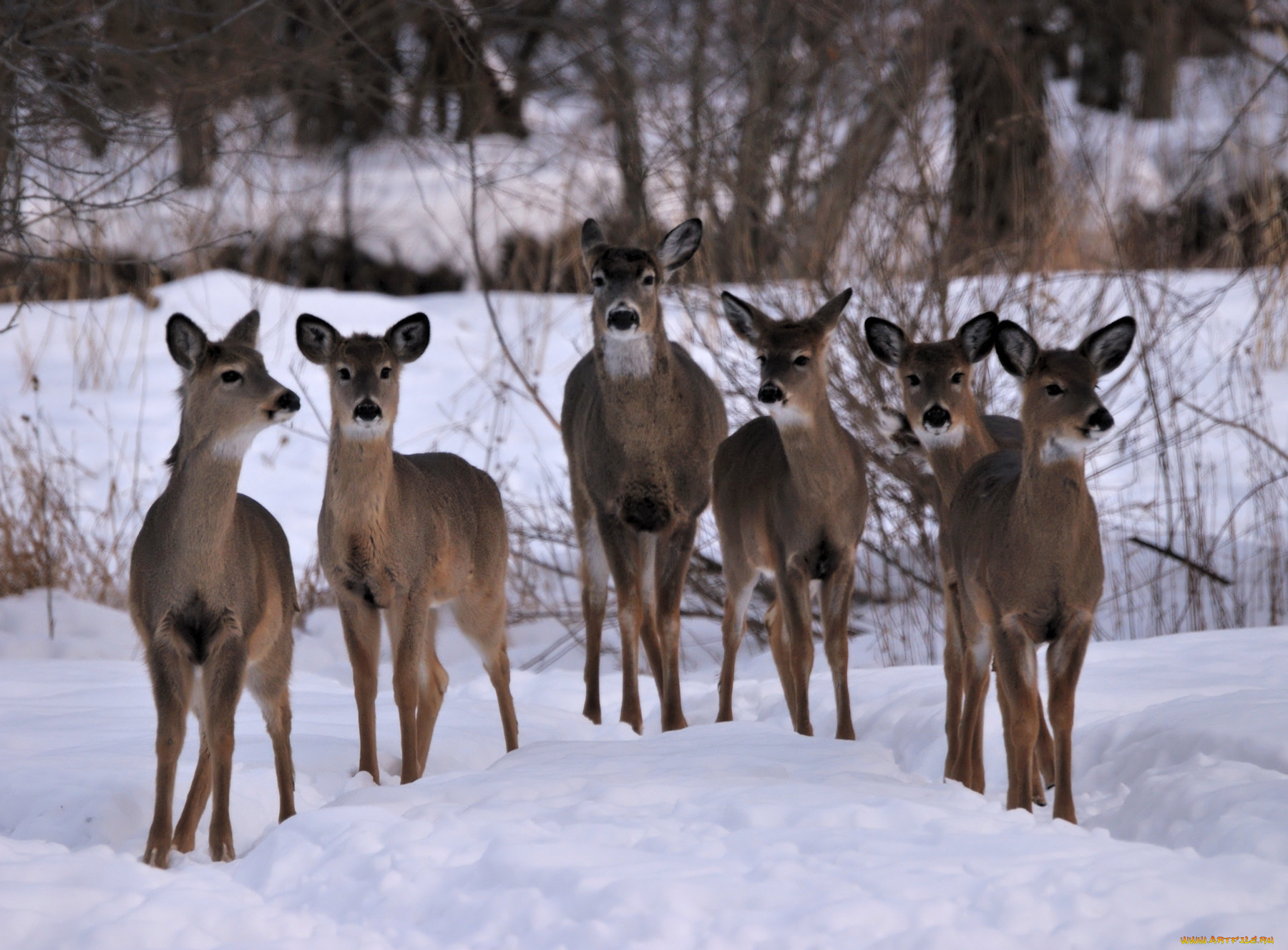 животные, олени, снег, лес