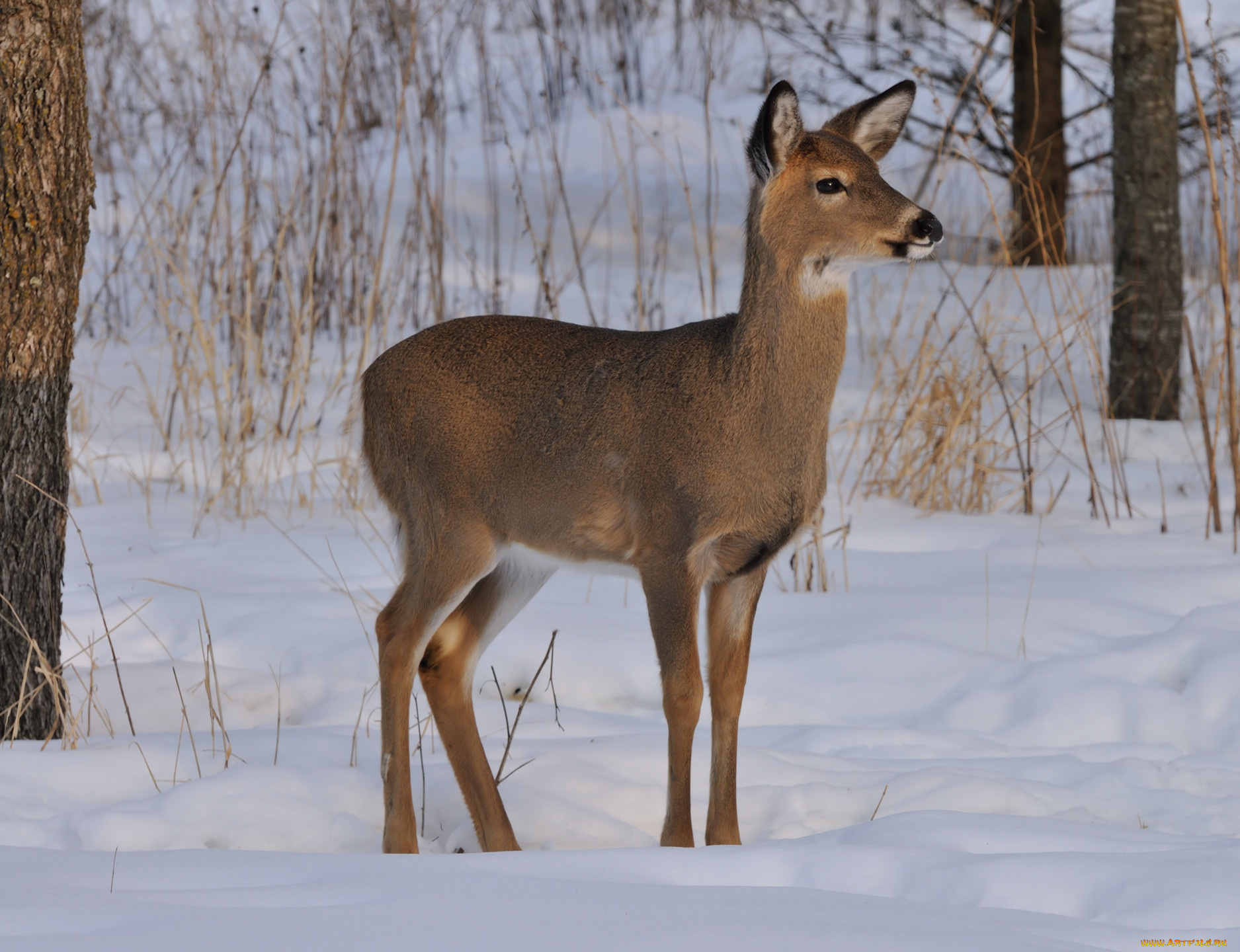 животные, олени, зима, снег, лес