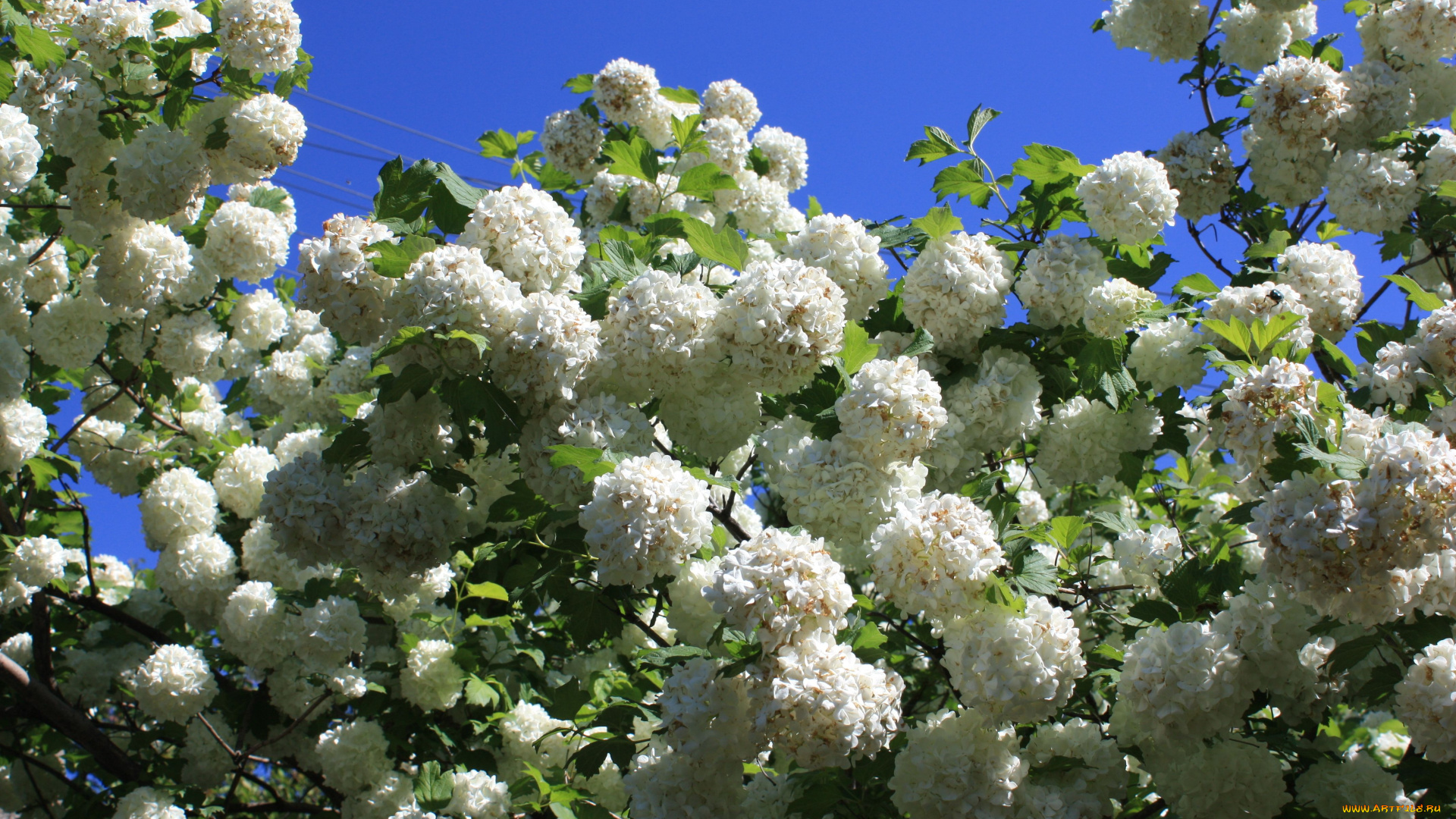 цветы, гортензия