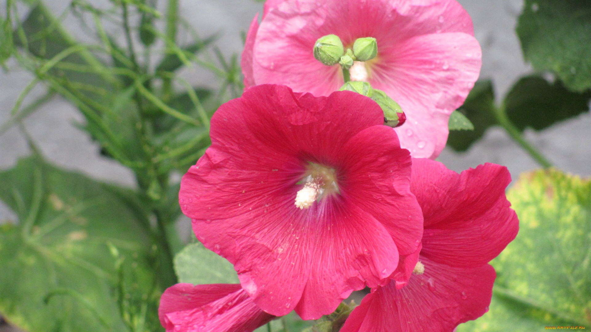 цветы, мальвы, розовый