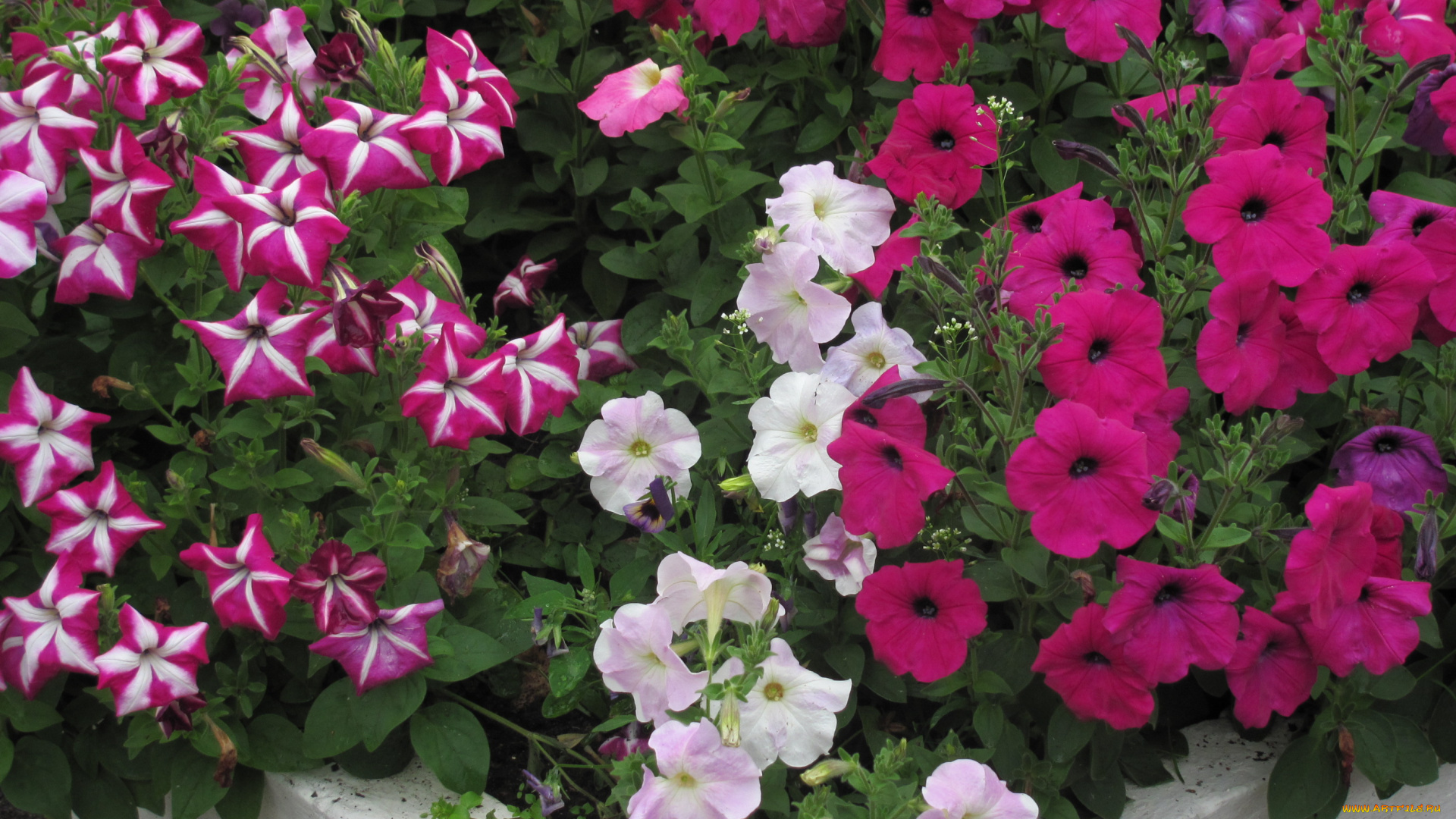 цветы, петунии, калибрахоа, клумба, три, цвета