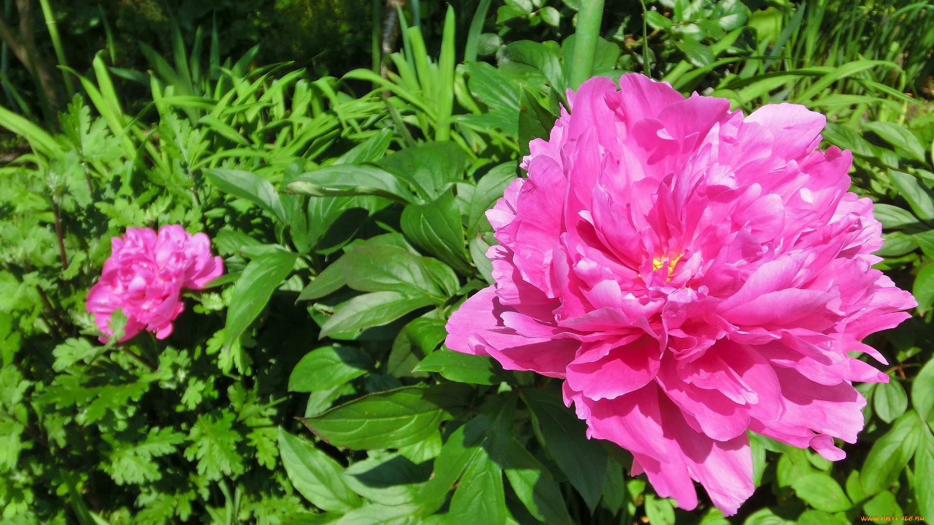 цветы, пионы