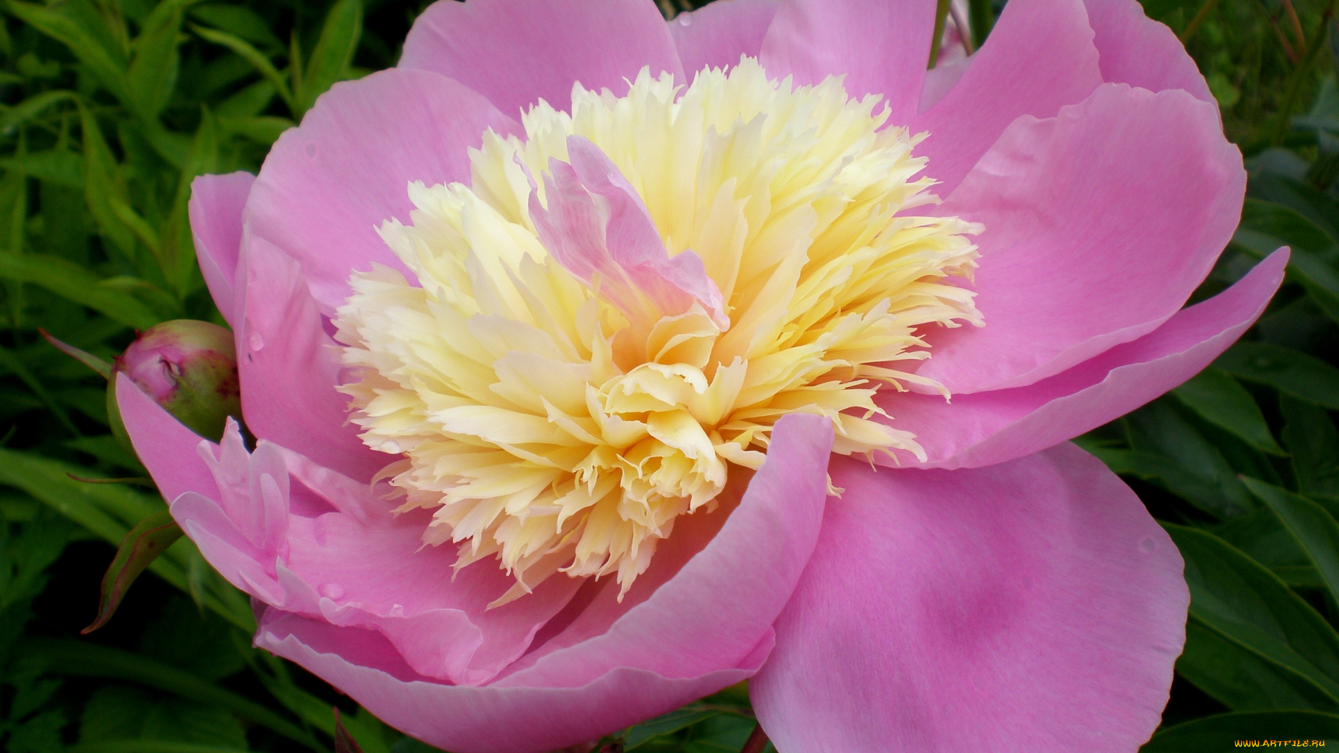 цветы, пионы, розовый, большой