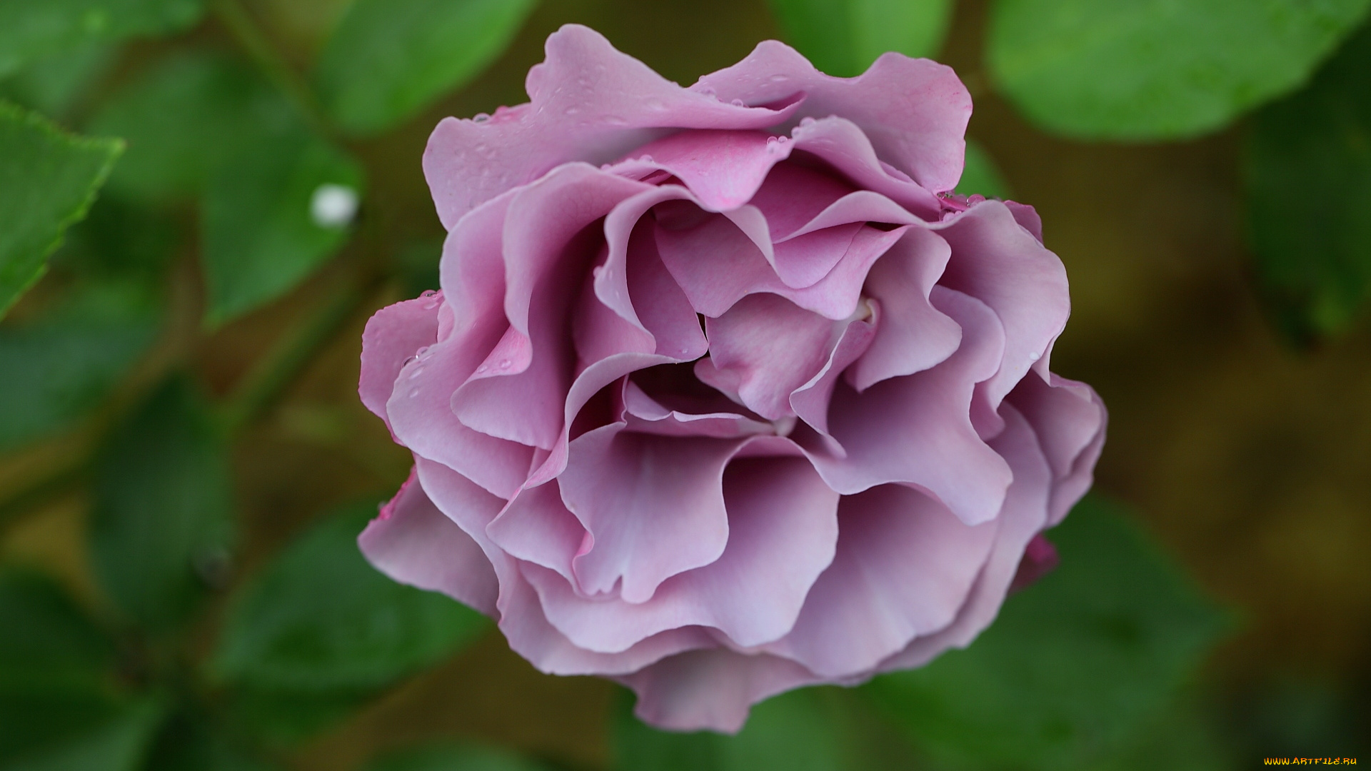 цветы, розы