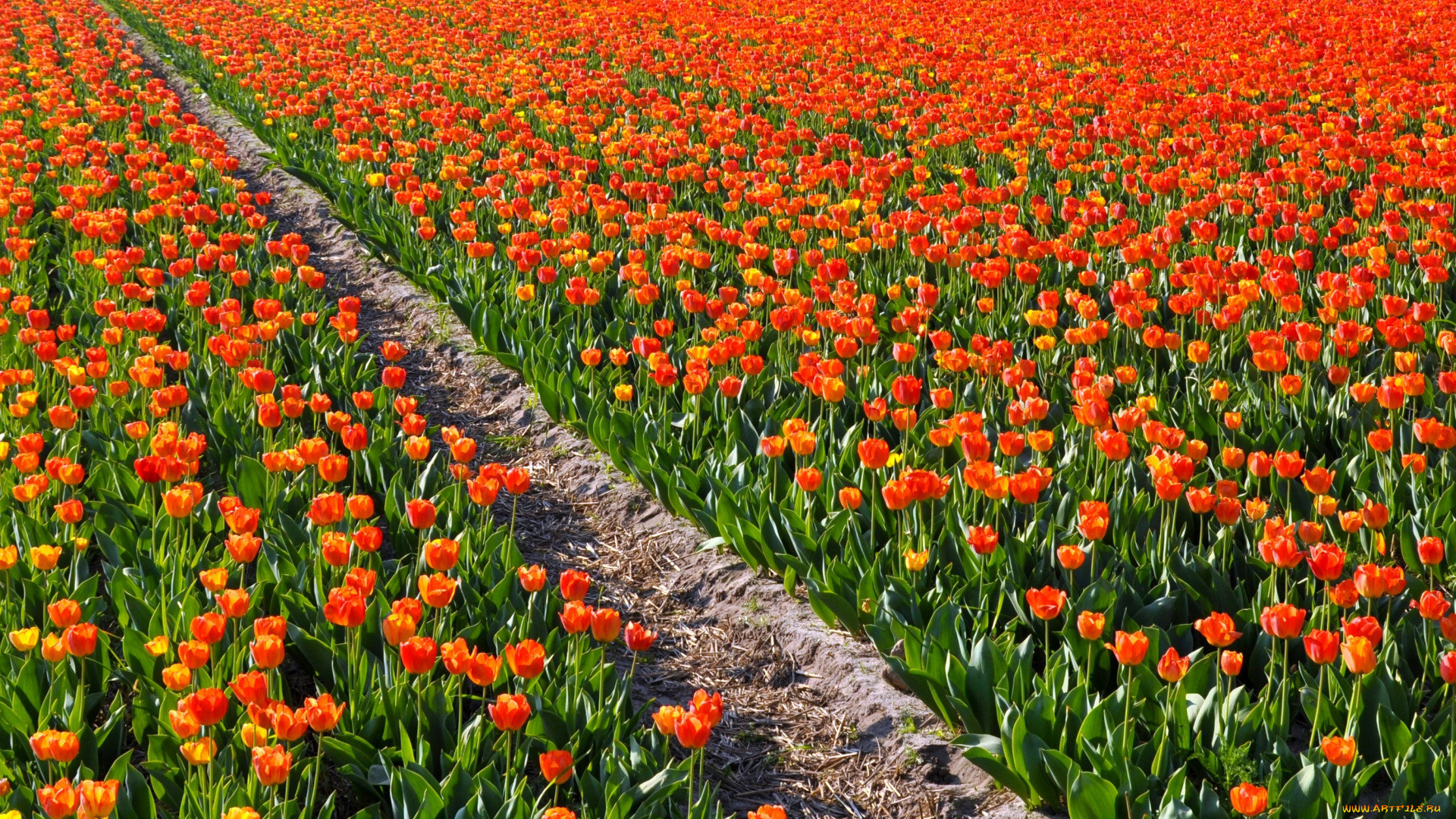 цветы, тюльпаны, много, красный