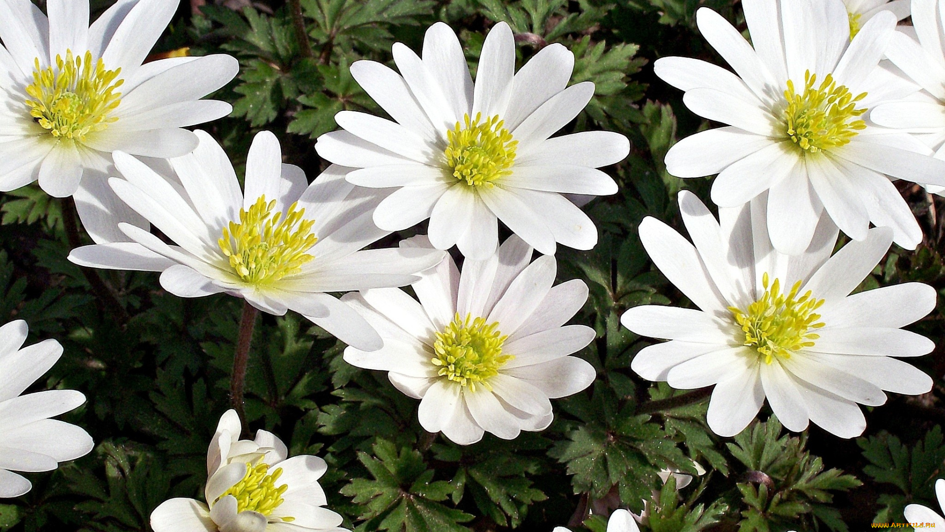 цветы, ветреницы, печёночницы, белый, много