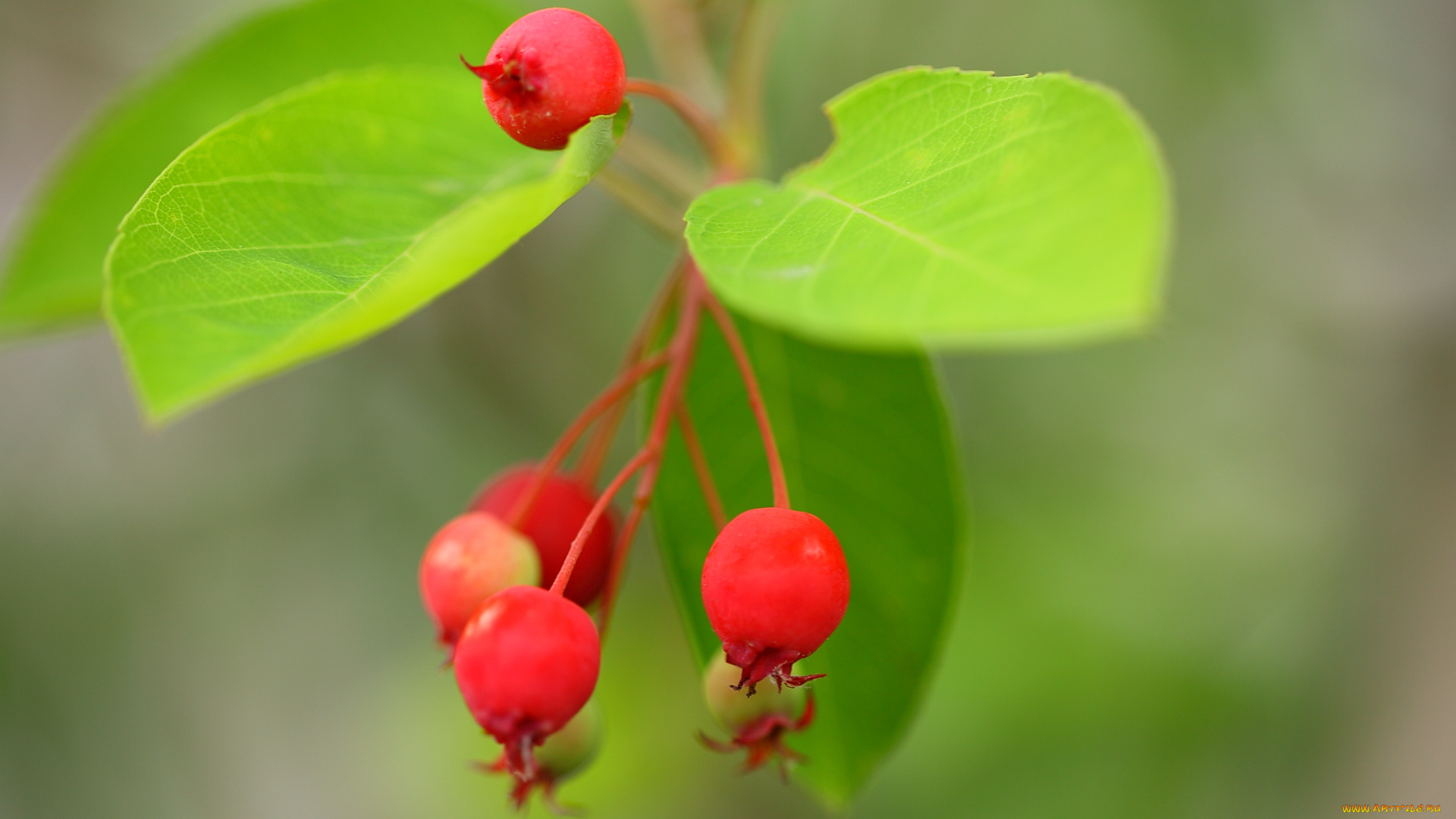 природа, Ягоды