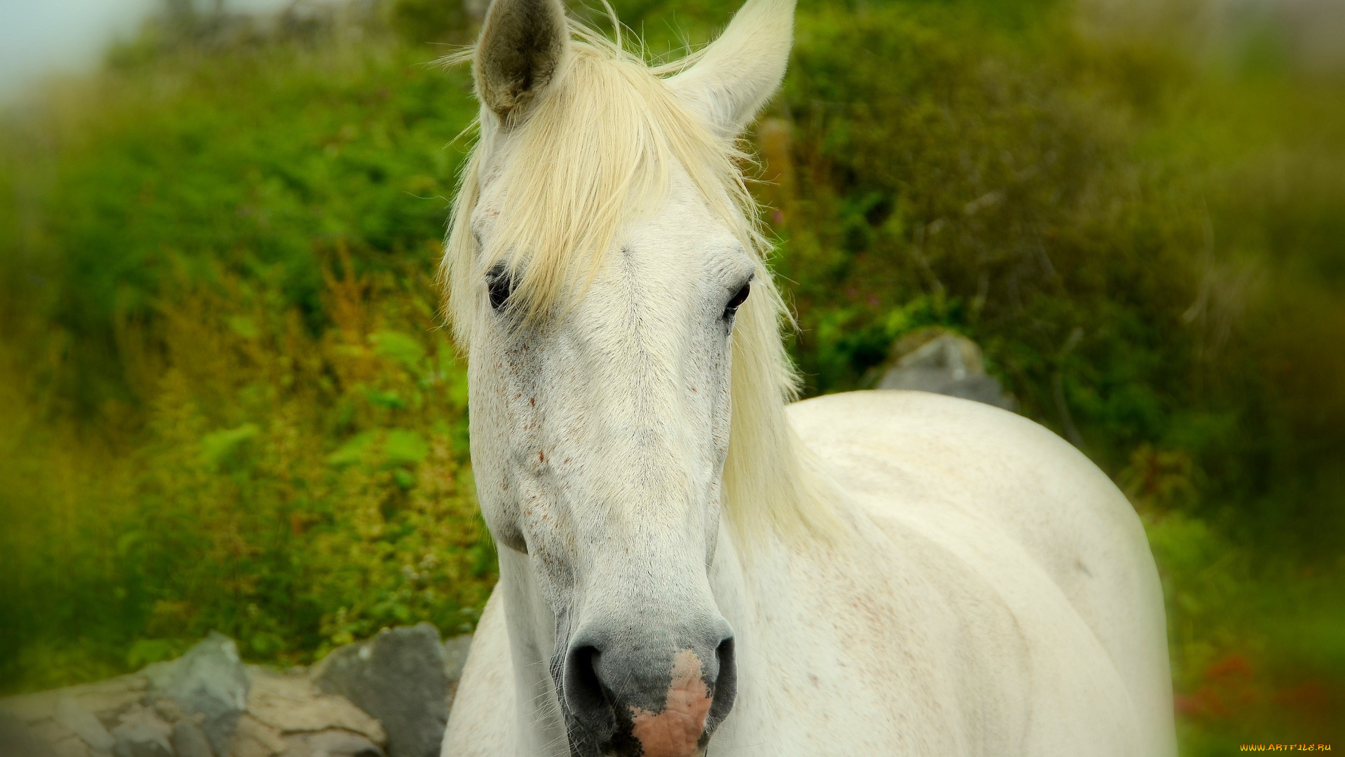 животные, лошади, белый