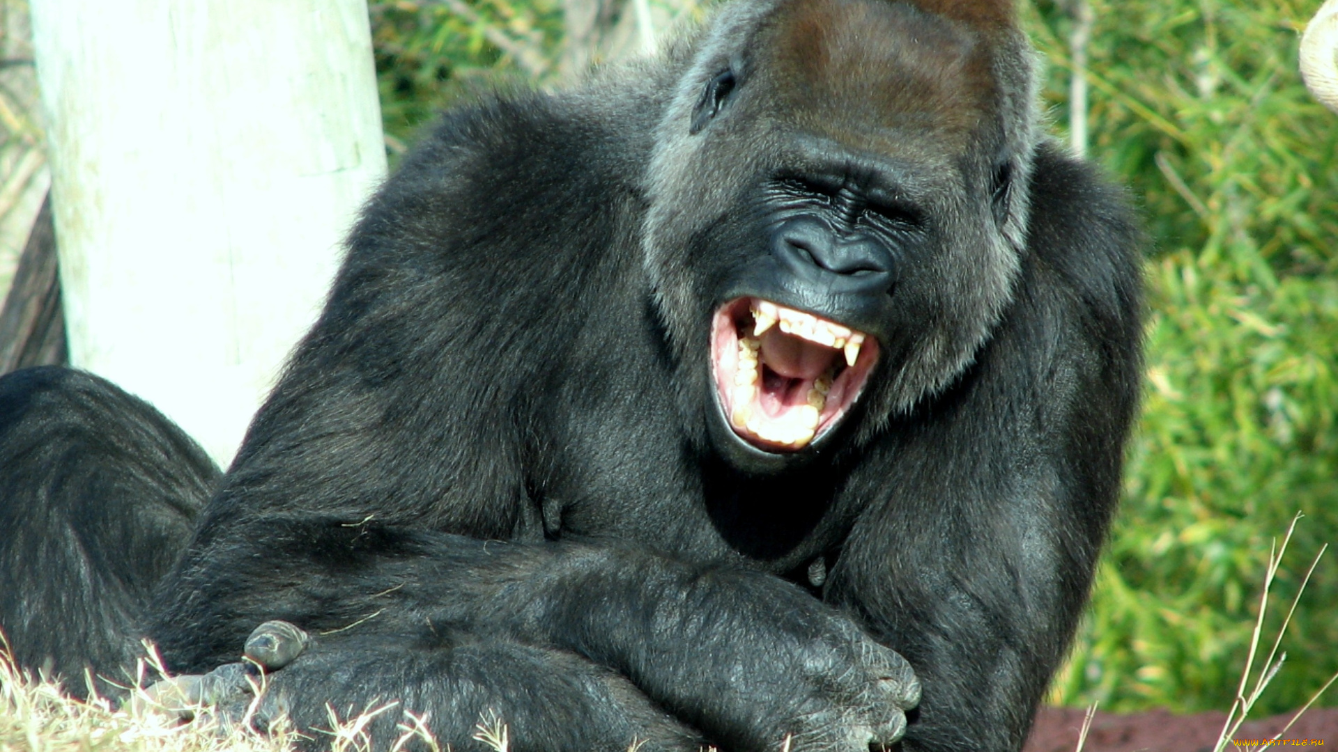 животные, обезьяны, зубы, горилла