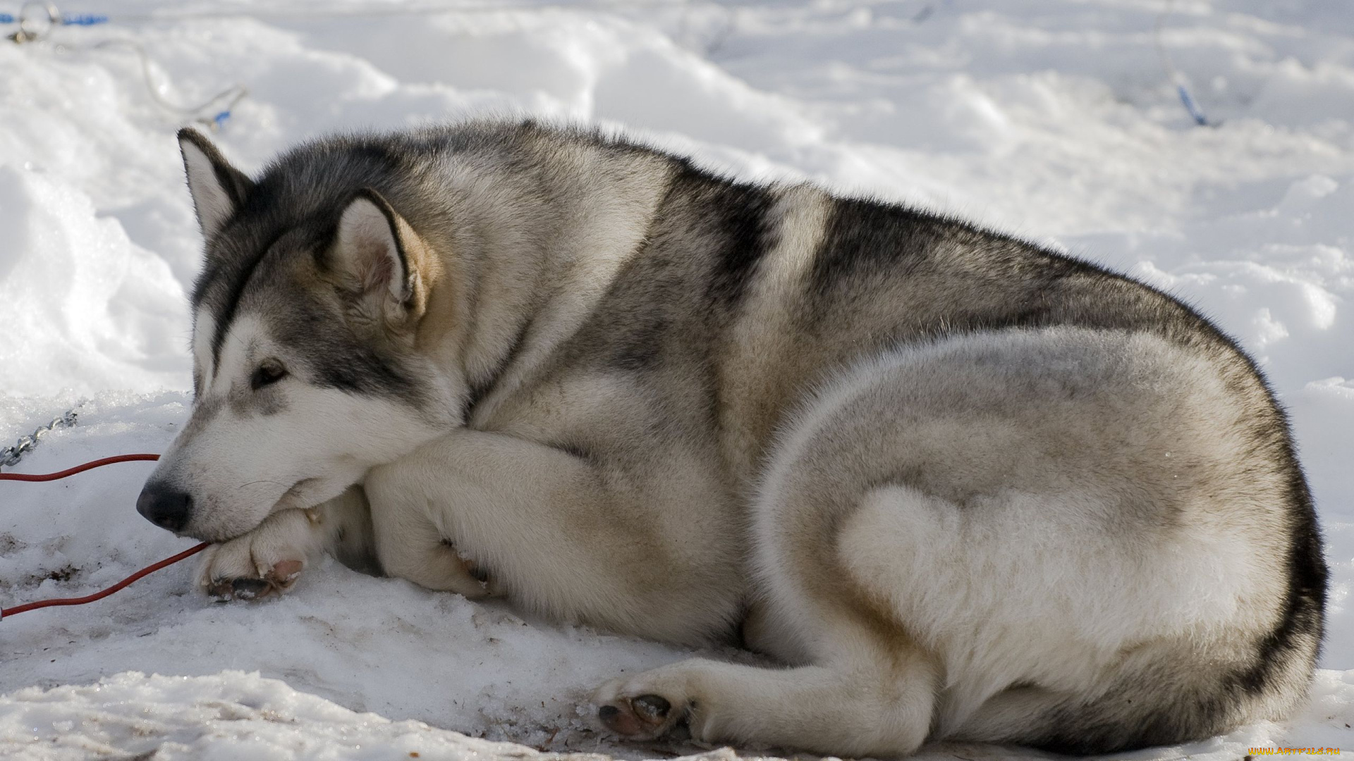 животные, собаки, хаски