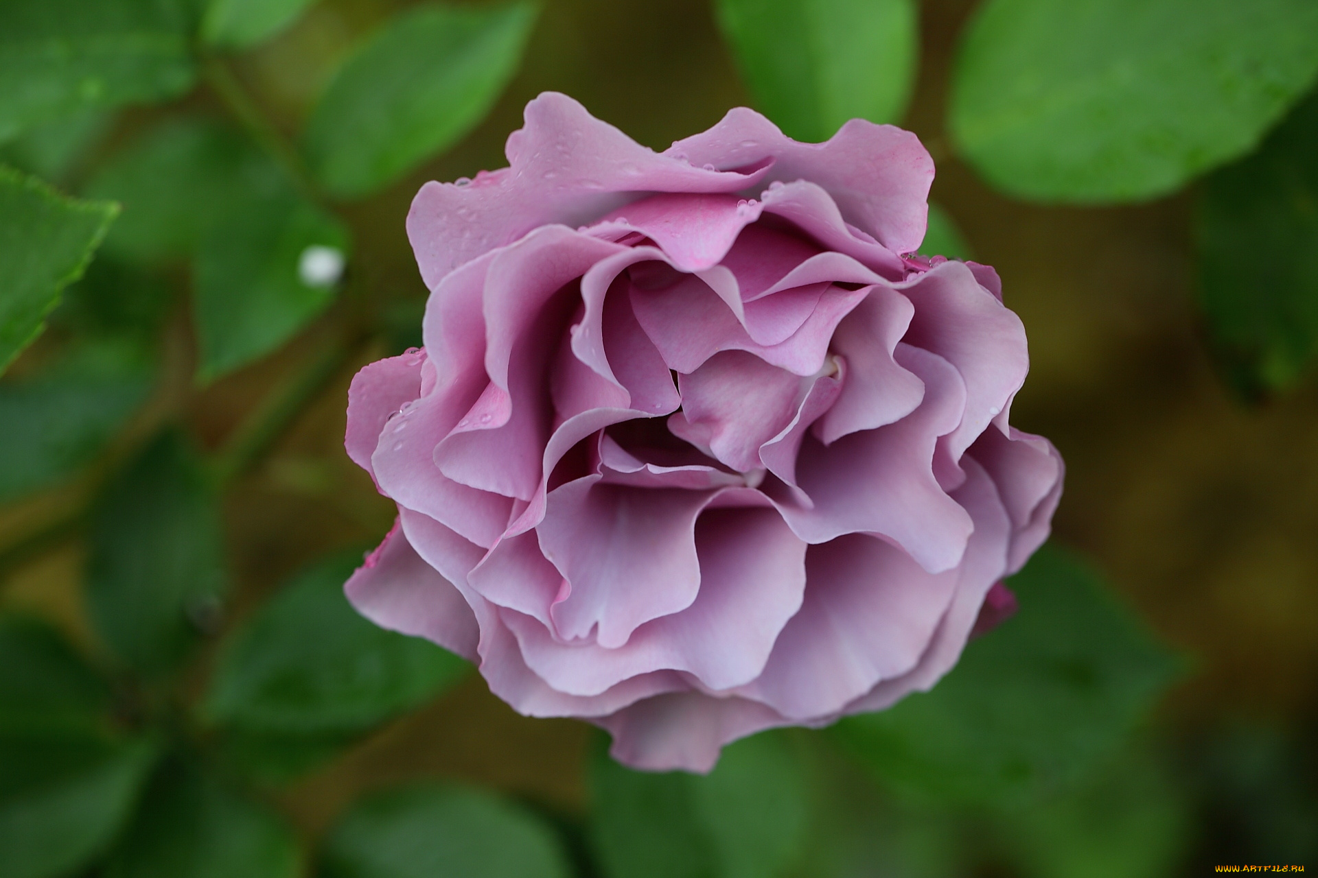 цветы, розы