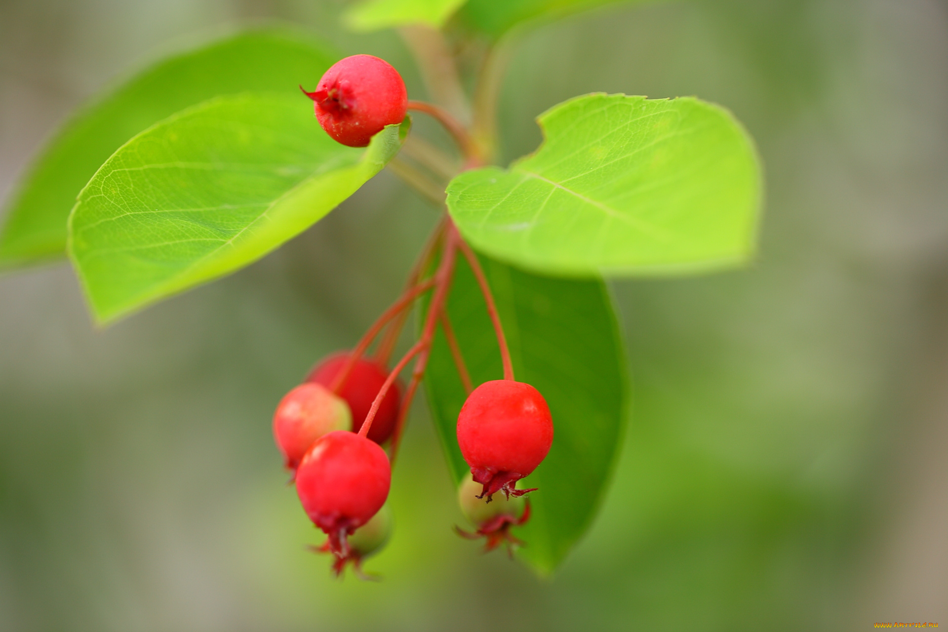 природа, Ягоды