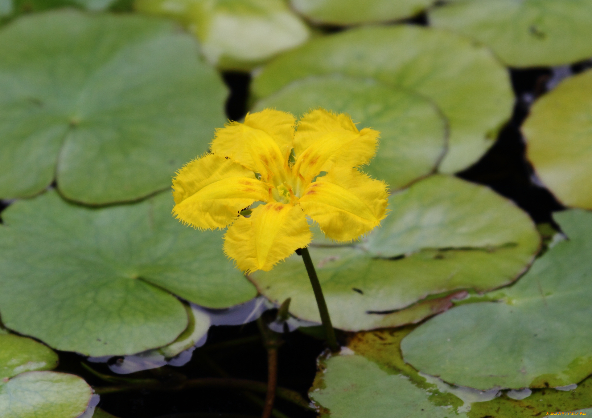 цветы, лилии, водяные, нимфеи, кувшинки