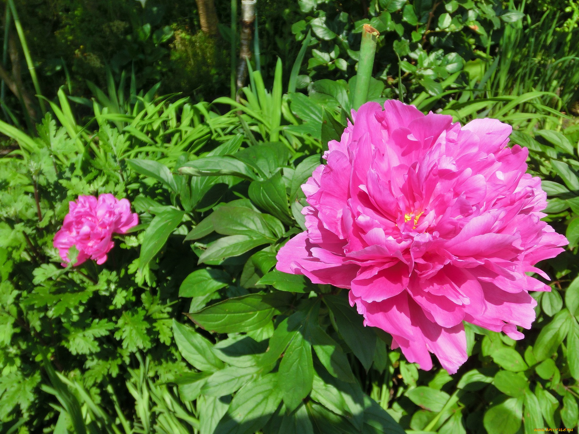 цветы, пионы