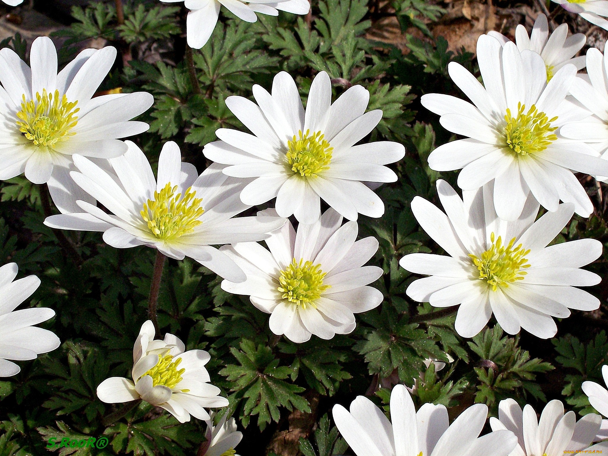 цветы, ветреницы, печёночницы, белый, много