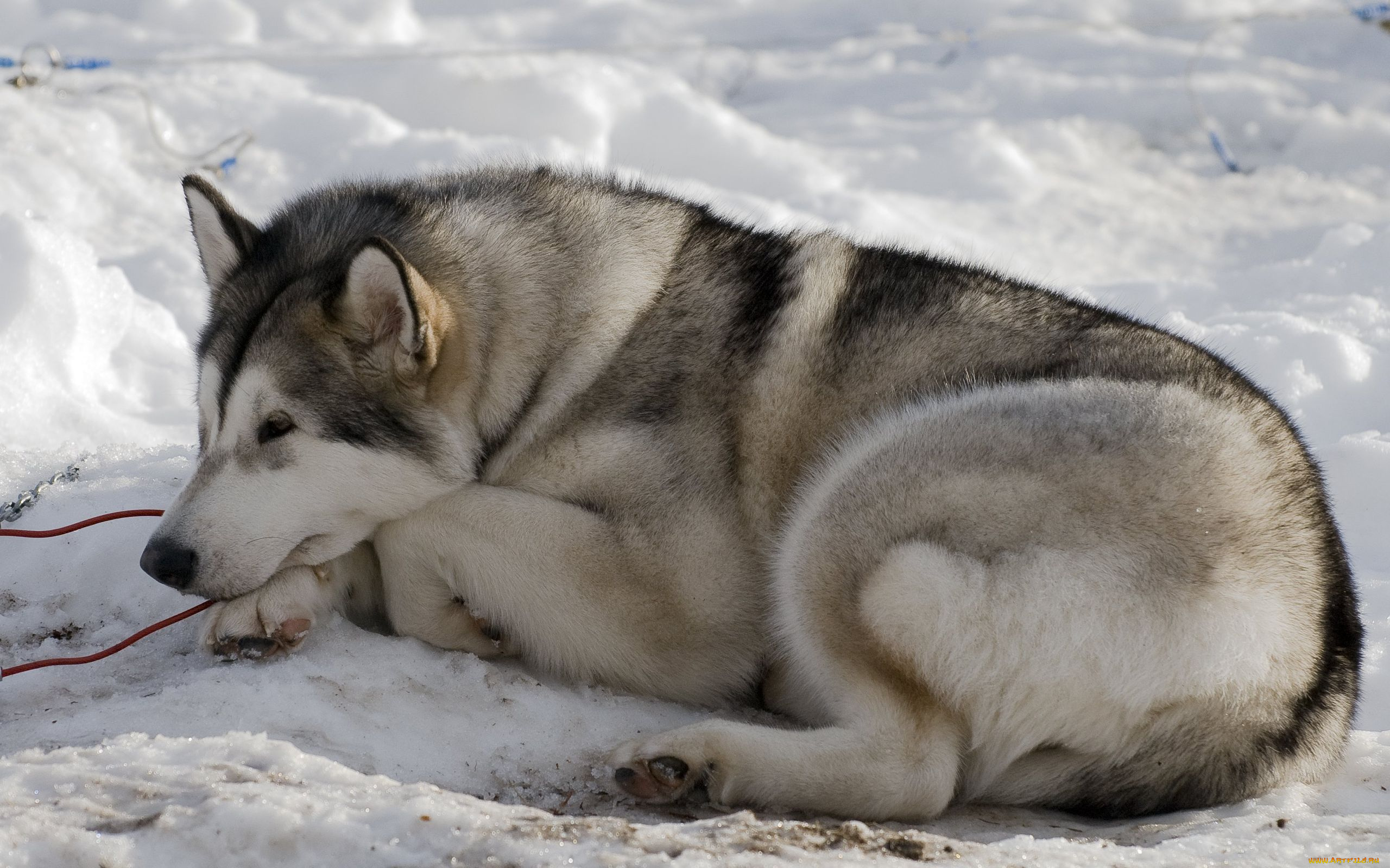 животные, собаки, хаски