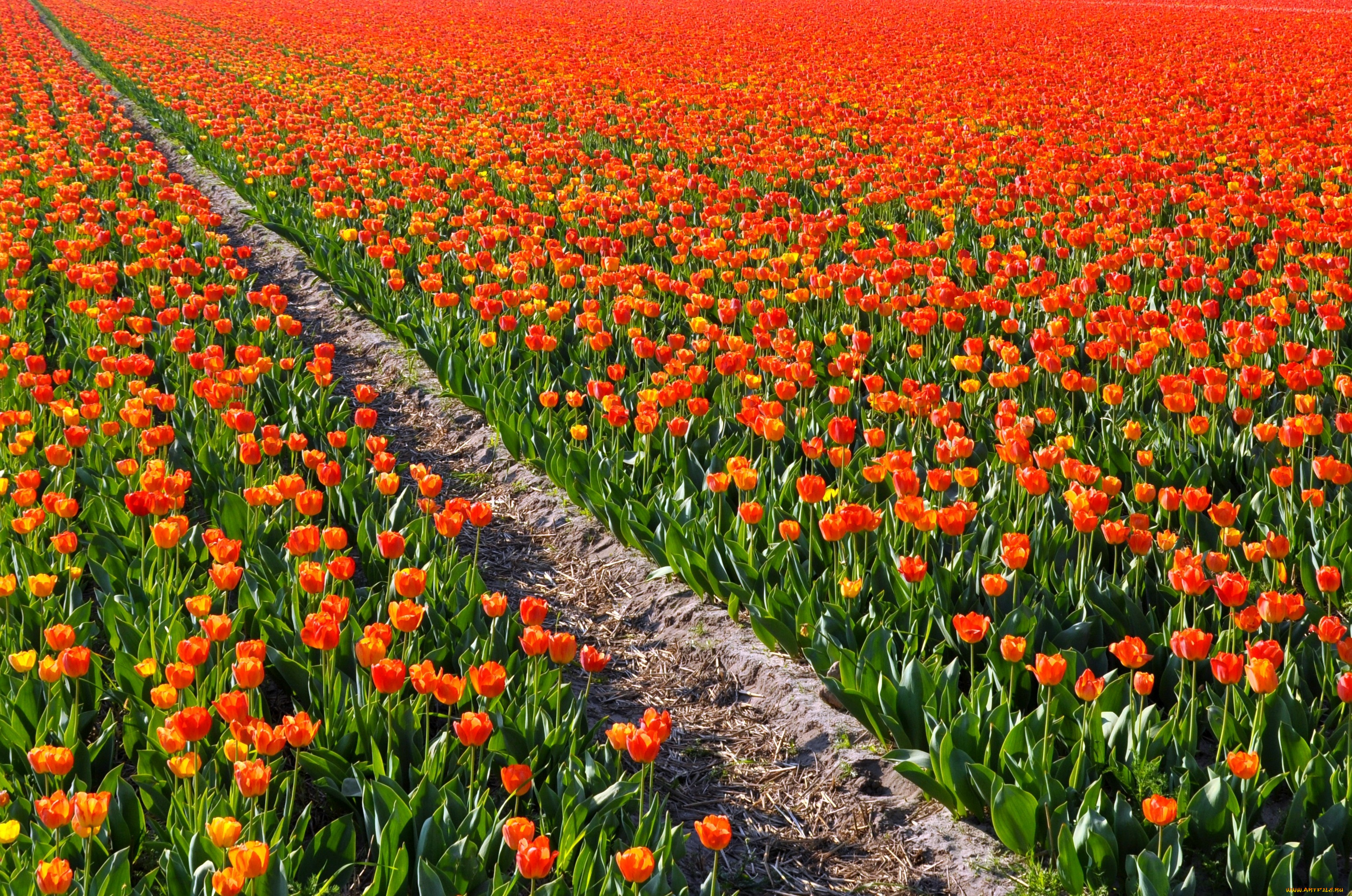 цветы, тюльпаны, много, красный