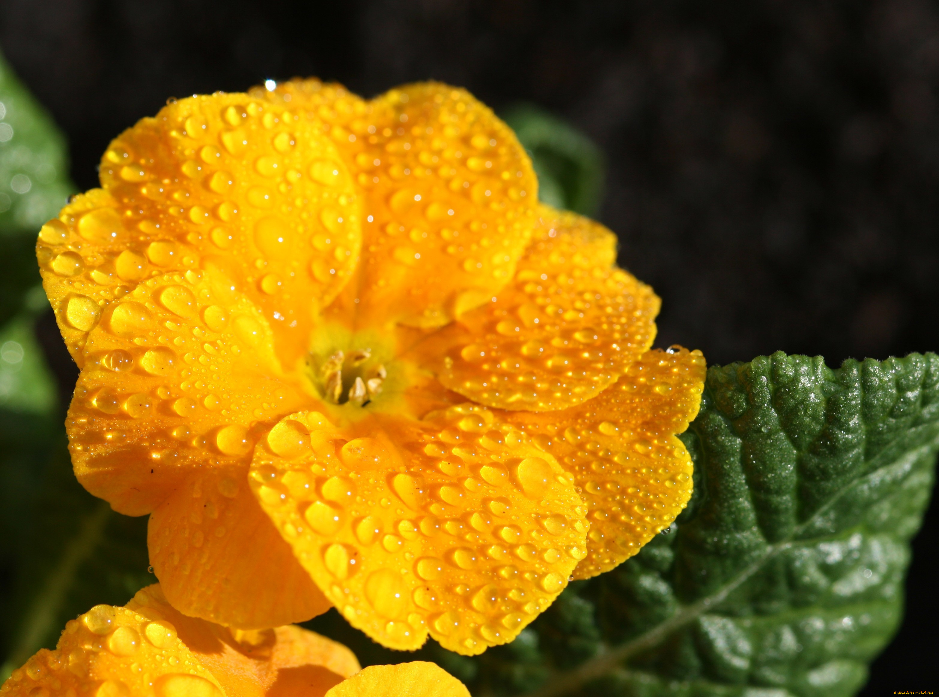 примула, цветы, примулы, желтый, капли