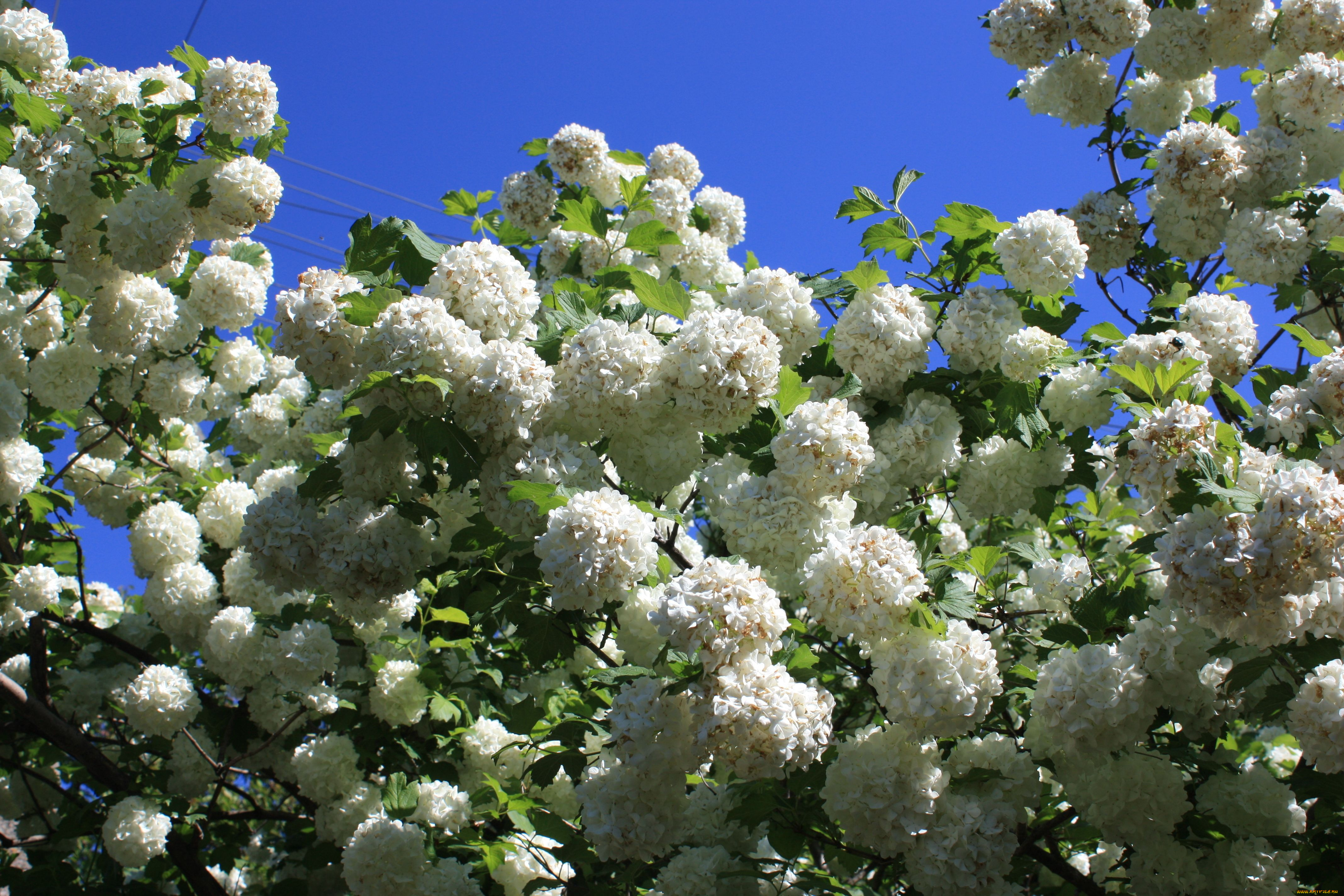 цветы, гортензия