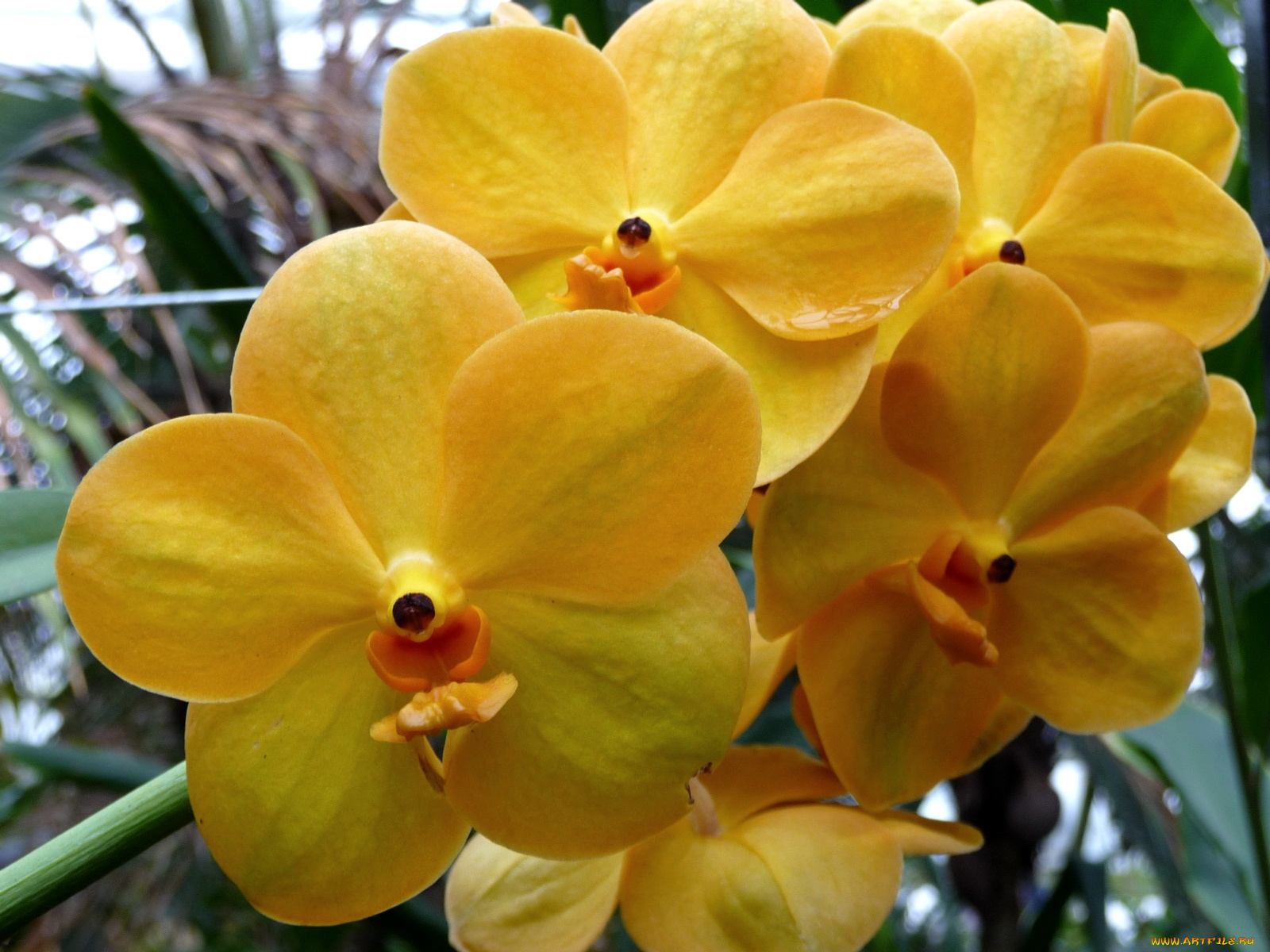 цветы, орхидеи, желтый