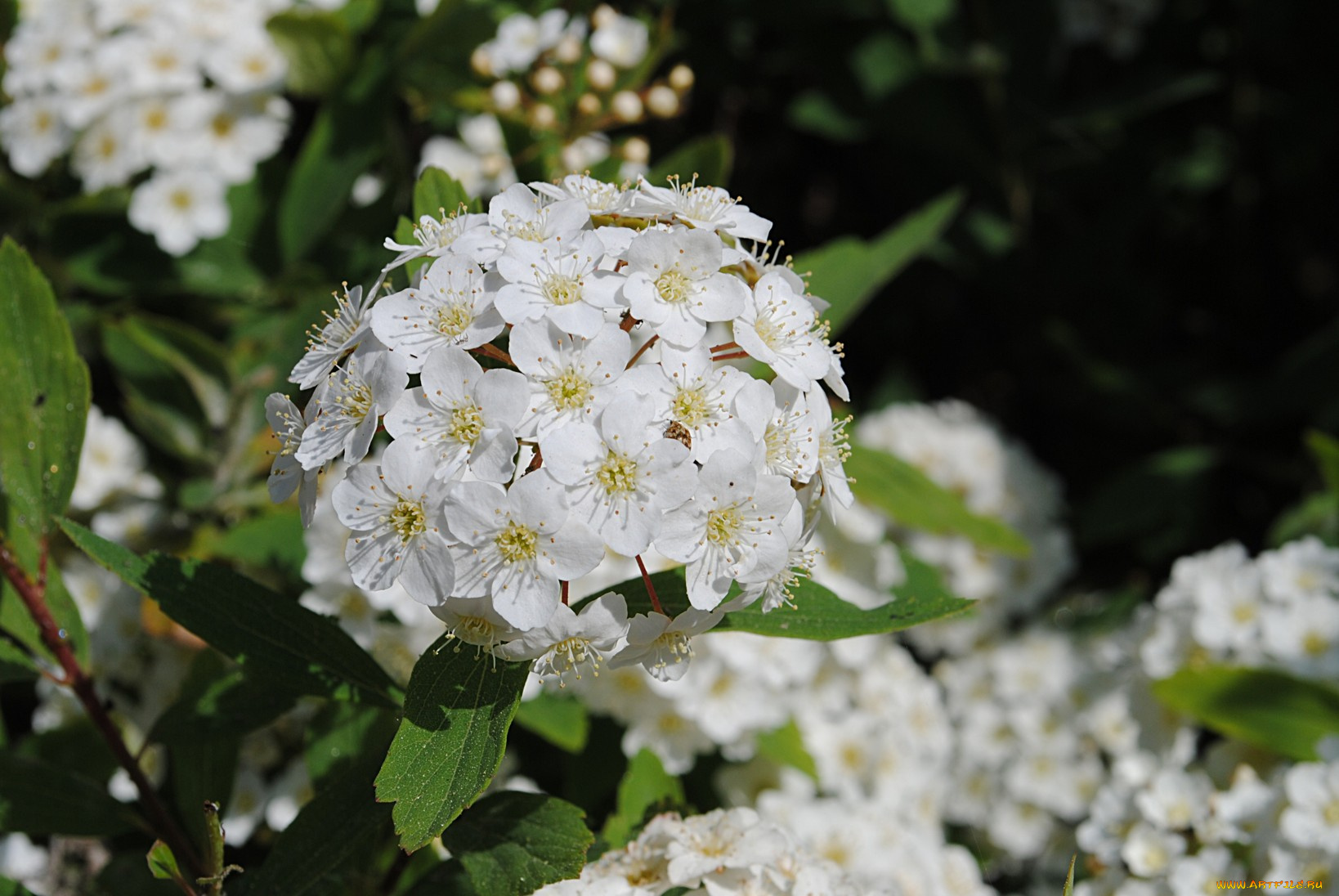 цветы, цветущие, деревья, кустарники, цветки