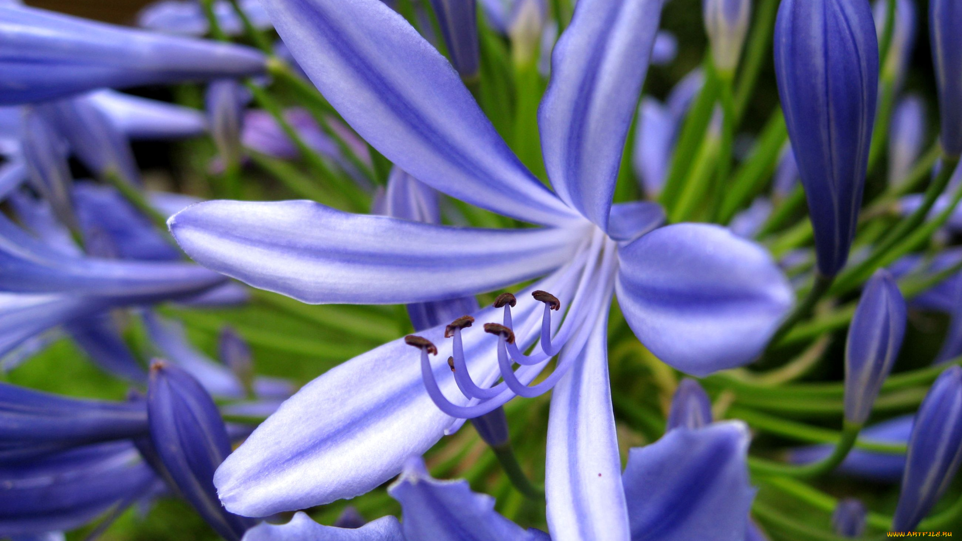 цветы, агапантус, африканская, лилия, синий